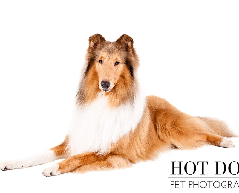 Dog of the Day | Collie