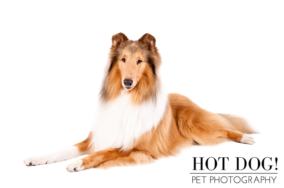 dog-of-the-day-rough-collie