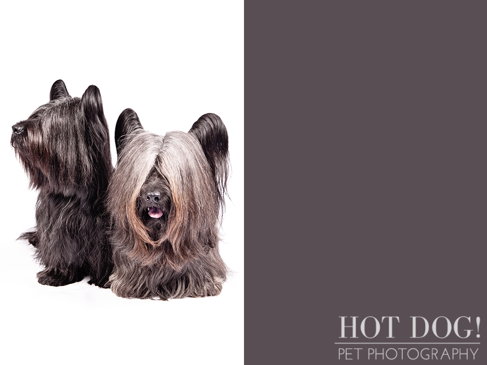 dog-of-the-day-skye-terrier