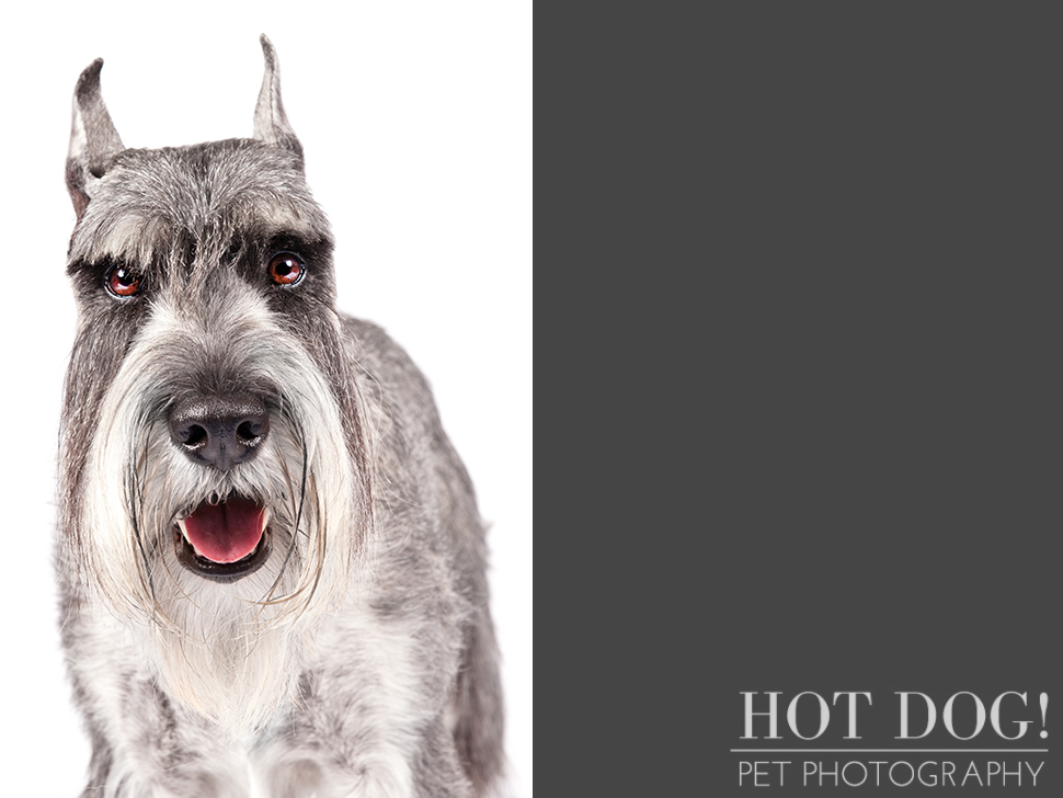 dog-of-the-day-standard-schnauzer