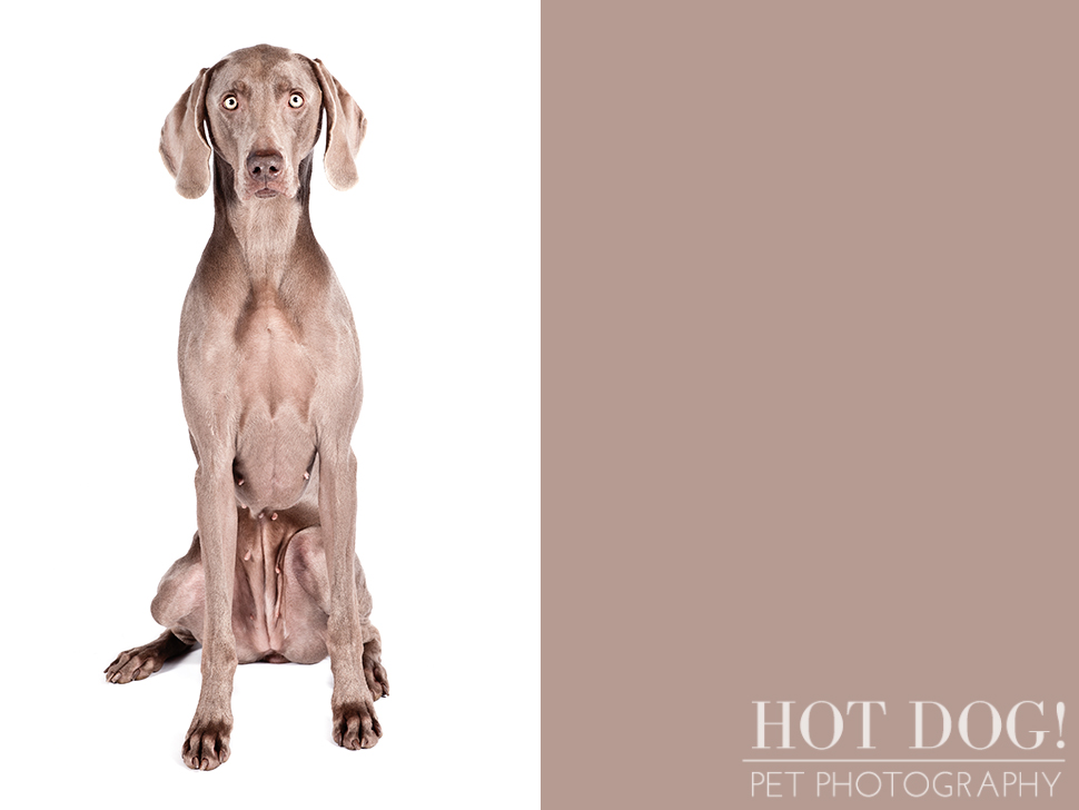 dog-of-the-day-weimaraner