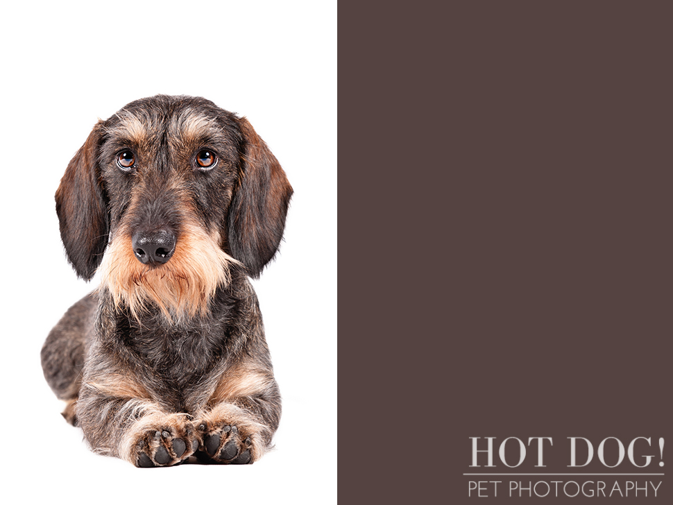 dog-of-the-day-wirehaired-dachshund