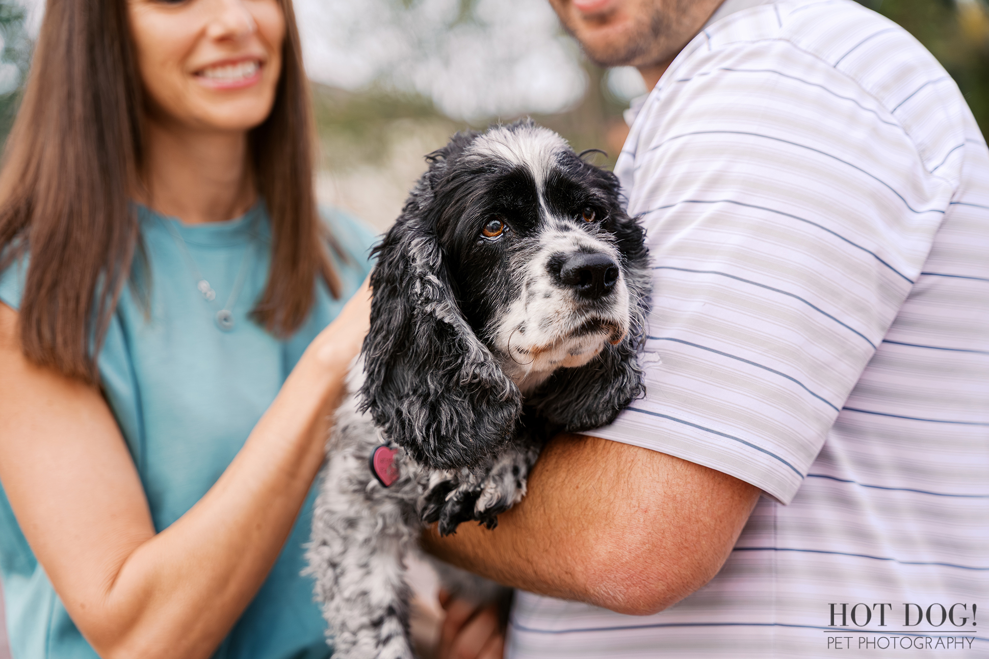 Senior black and white cocker spaniel named Ella being held by her owners during a pet photography session at Harbor Park in Baldwin Park.