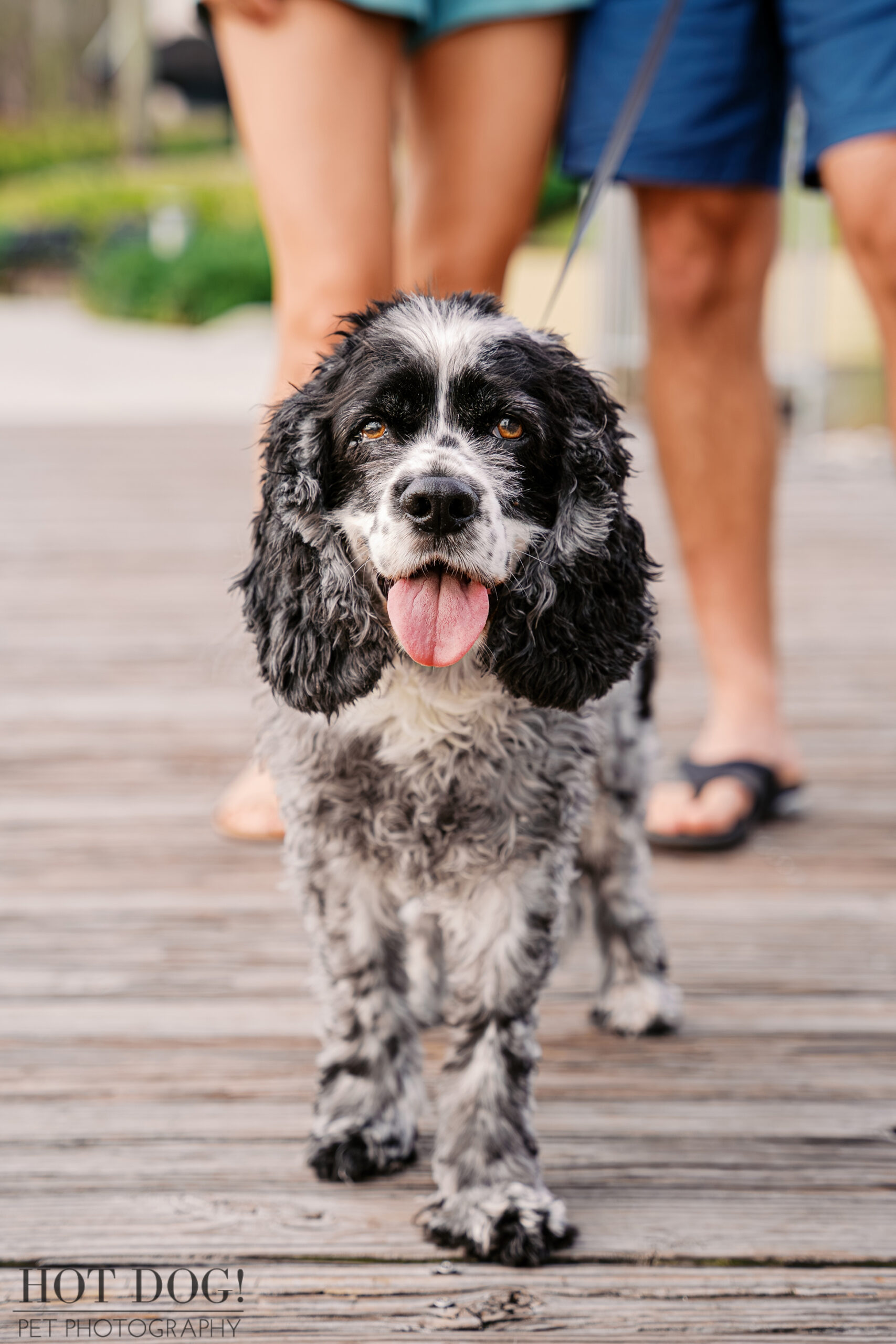 Close-up portrait of Ella, a senior black and white cocker spaniel, walking on the Harbor Park boardwalk with her tongue out.
