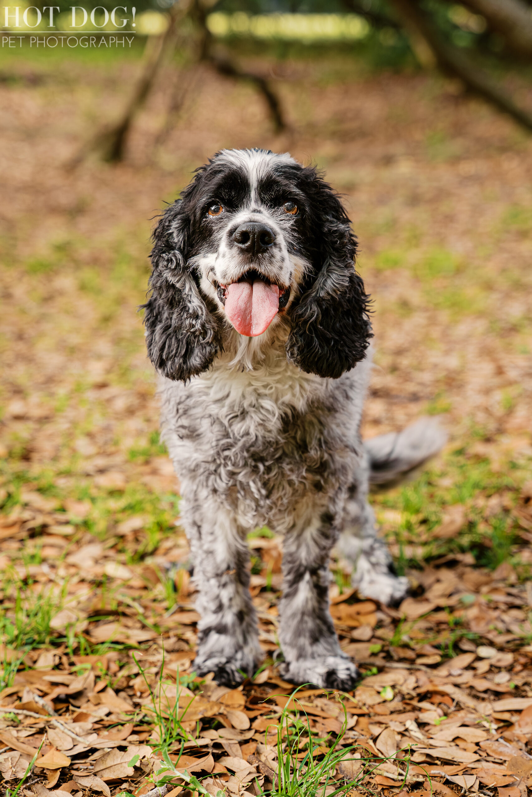 Senior black and white cocker spaniel Ella standing on leaf-covered ground during her outdoor pet photography session at Harbor Park in Baldwin Park.