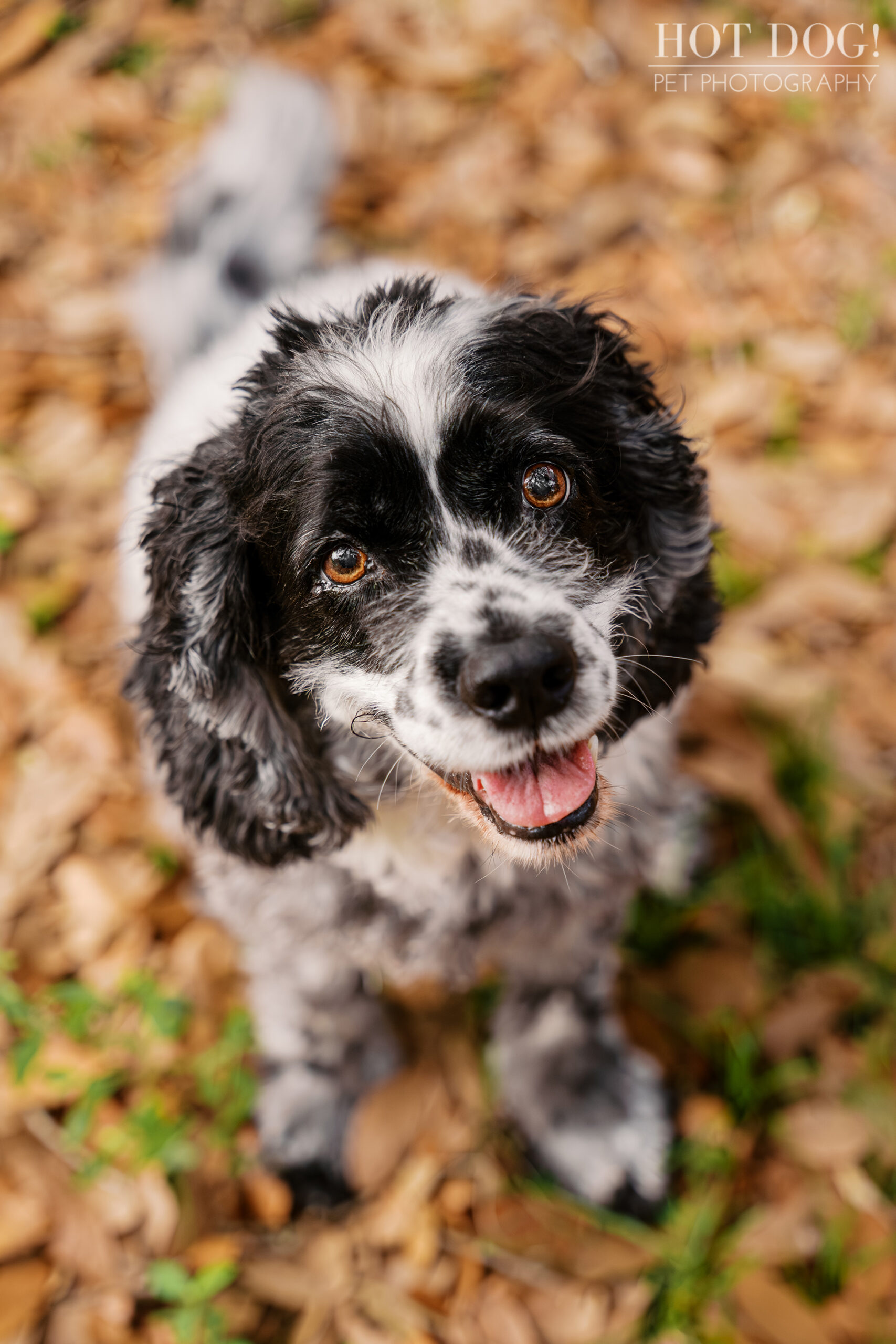 Close-up portrait of Ella, a senior black and white cocker spaniel, looking up with bright eyes during her Baldwin Park pet photography session.