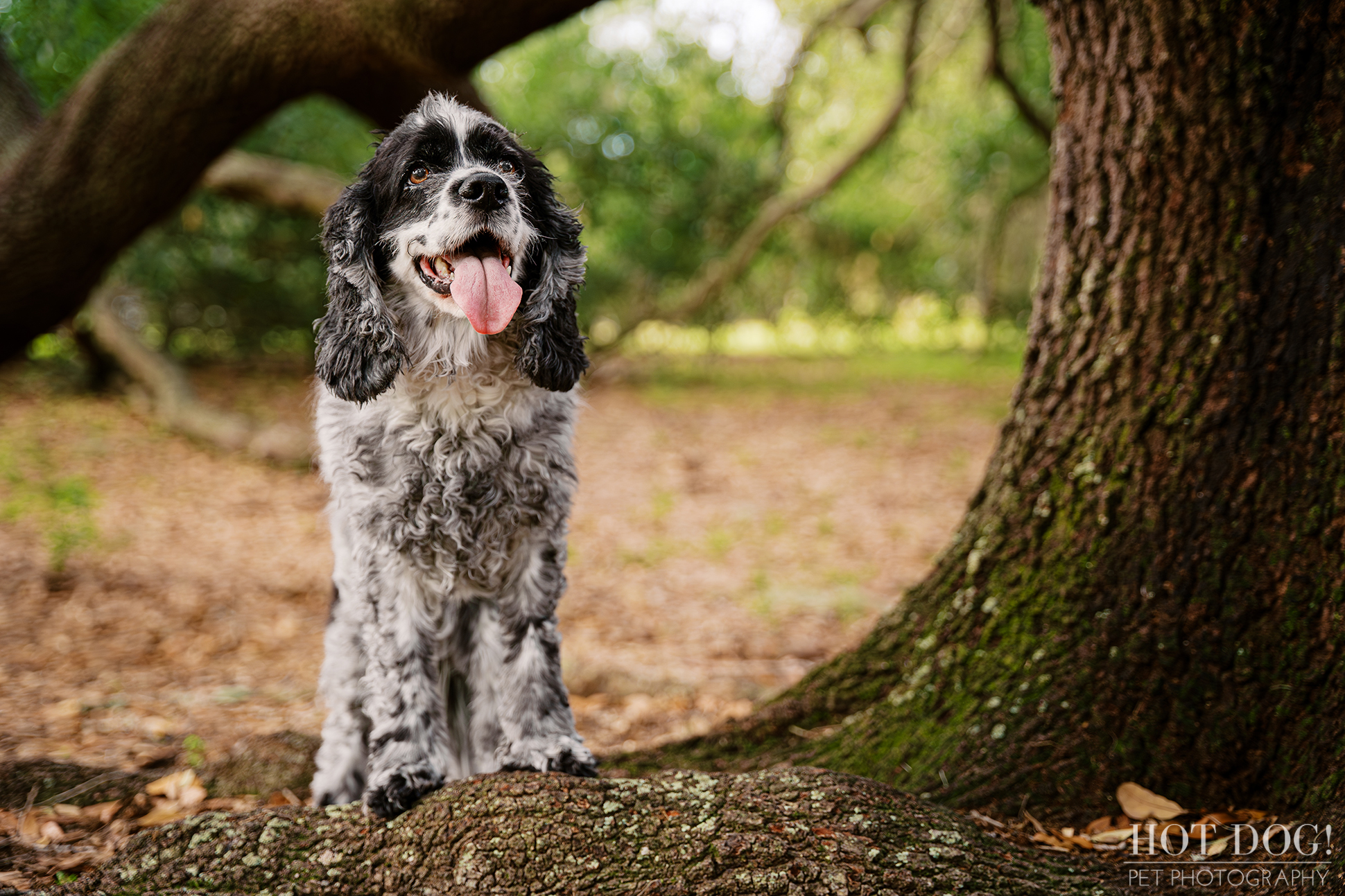 Senior cocker spaniel Ella standing near a large tree at Harbor Park during her outdoor dog photography session in Baldwin Park.