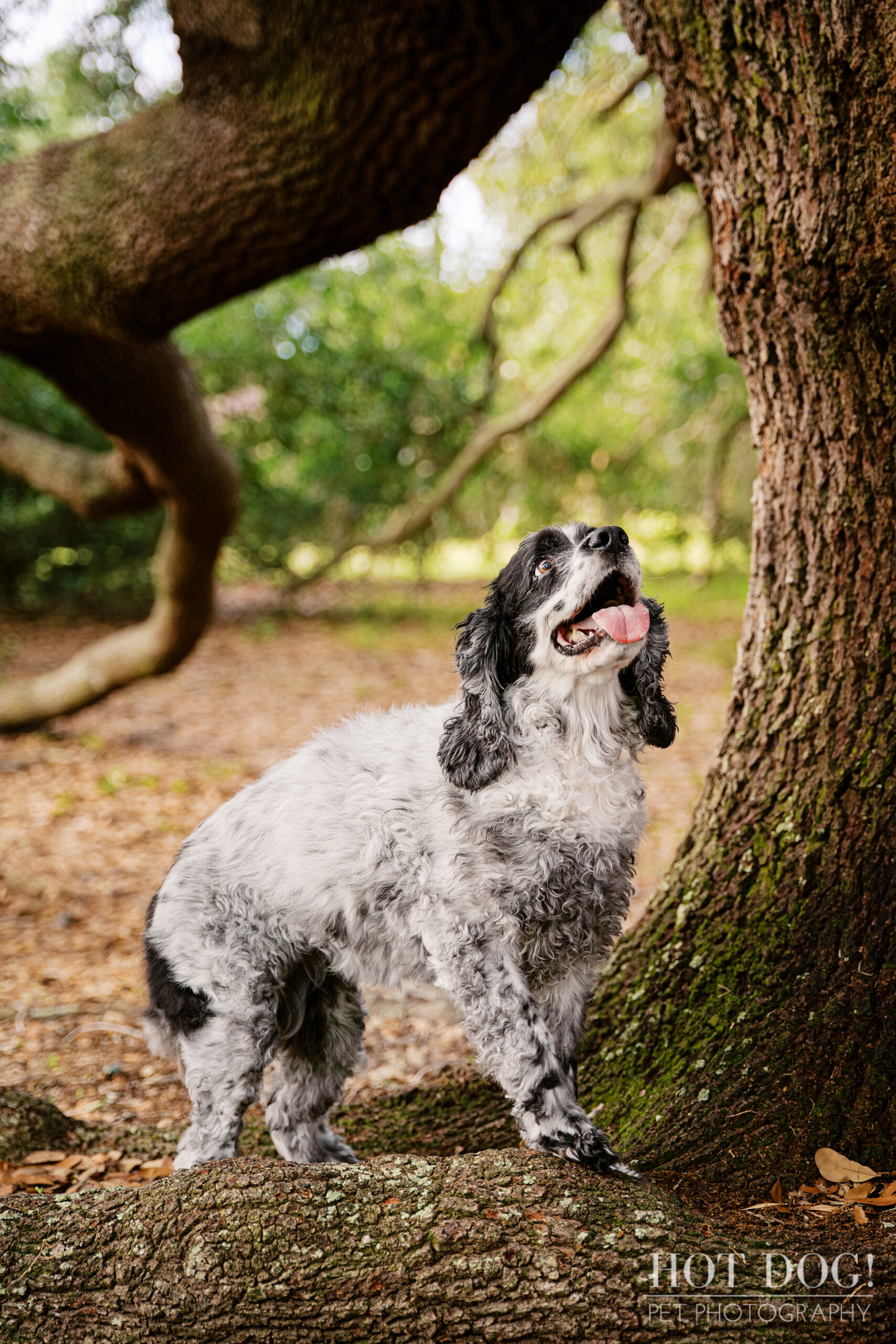 Senior black and white cocker spaniel Ella standing beside a large oak tree during her outdoor pet photography session at Harbor Park in Baldwin Park.