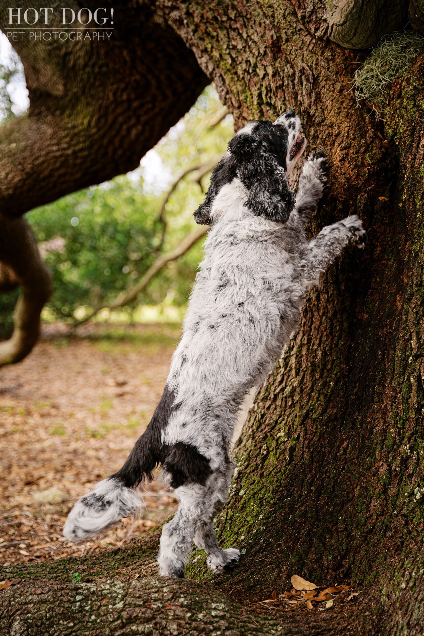 Ella, a senior cocker spaniel, standing on her back legs against a tree while searching for squirrels during her Baldwin Park pet photography session.