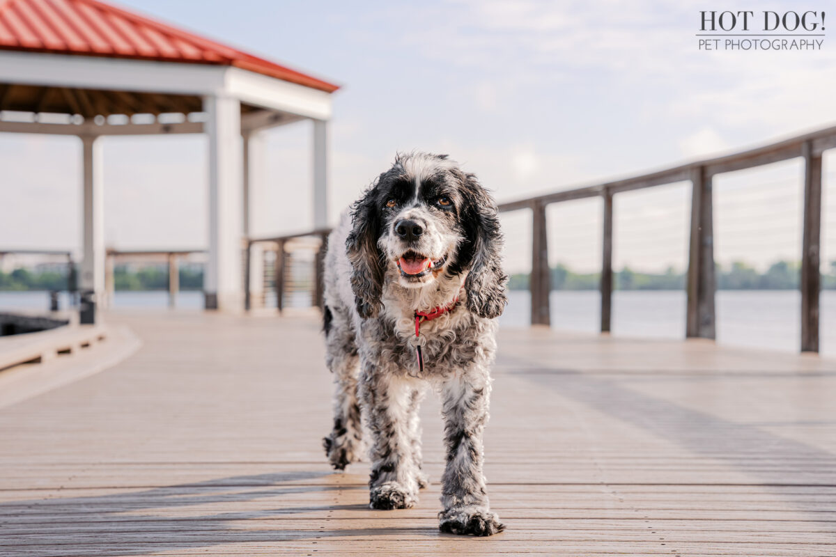 Senior black and white cocker spaniel Ella walking along the boardwalk at Harbor Park in Baldwin Park during her outdoor dog photography session.