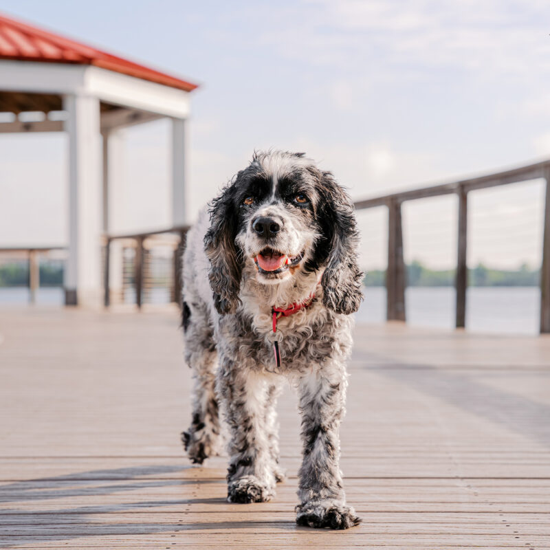 Ella’s Senior Dog Session at Harbor Park | Orlando Pet Photography