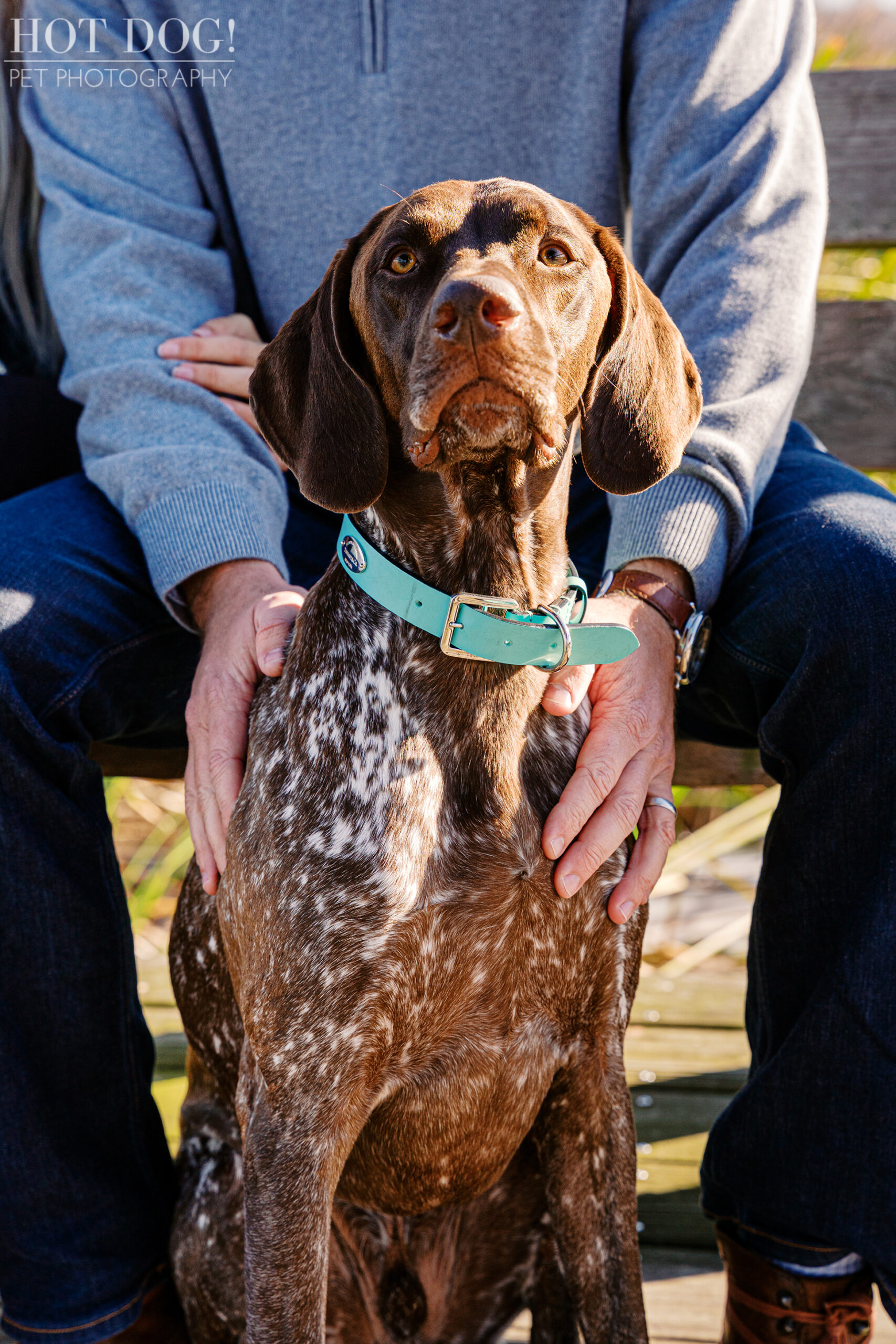 German Shorthaired Pointer named Enzo sitting between his owner’s hands during an outdoor pet photography session at Newton Park in Winter Garden.