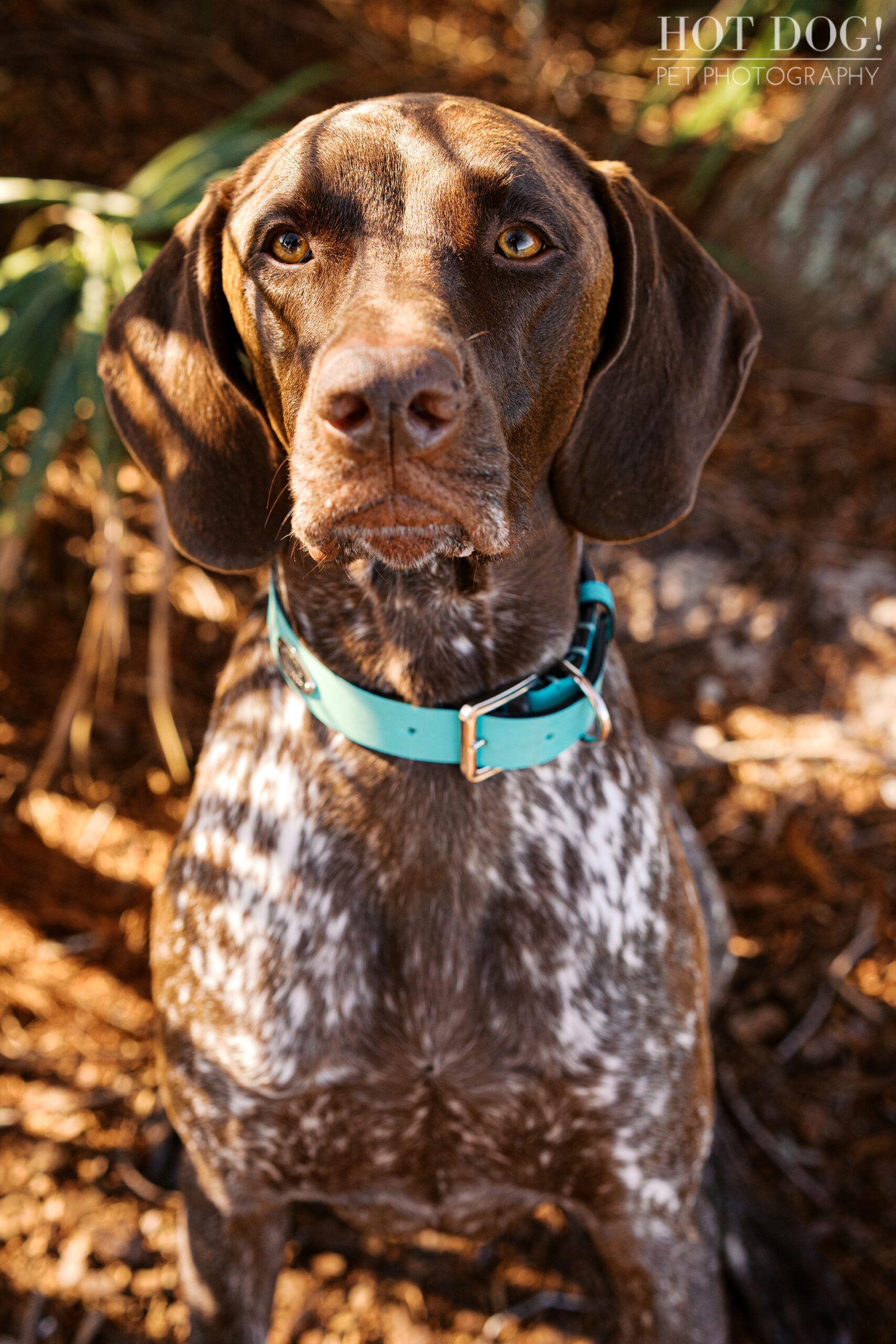 Close-up portrait of Enzo, a liver German Shorthaired Pointer, in warm morning light during a Newton Park dog photography session.