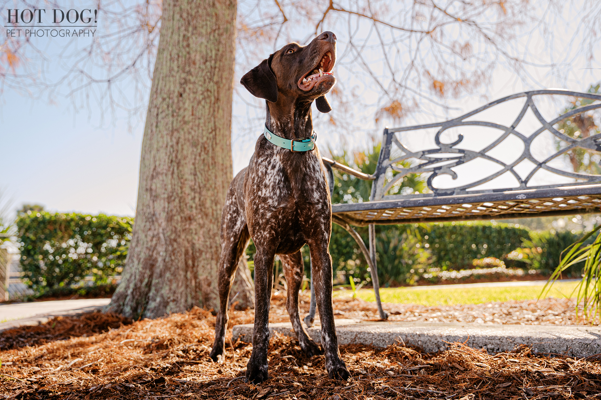 German Shorthaired Pointer Enzo standing alert beside a park bench during an outdoor dog photography session at Newton Park.