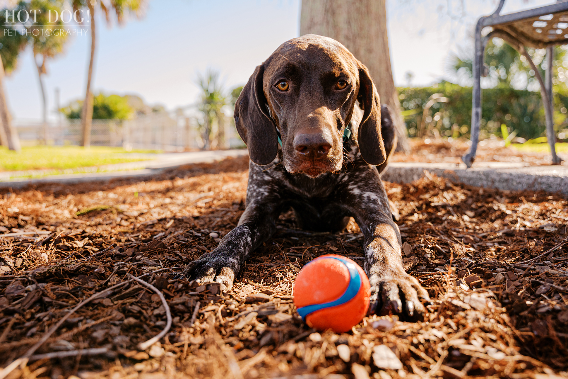 German Shorthaired Pointer Enzo lying on the ground with his orange ball during a playful outdoor pet photography session.
