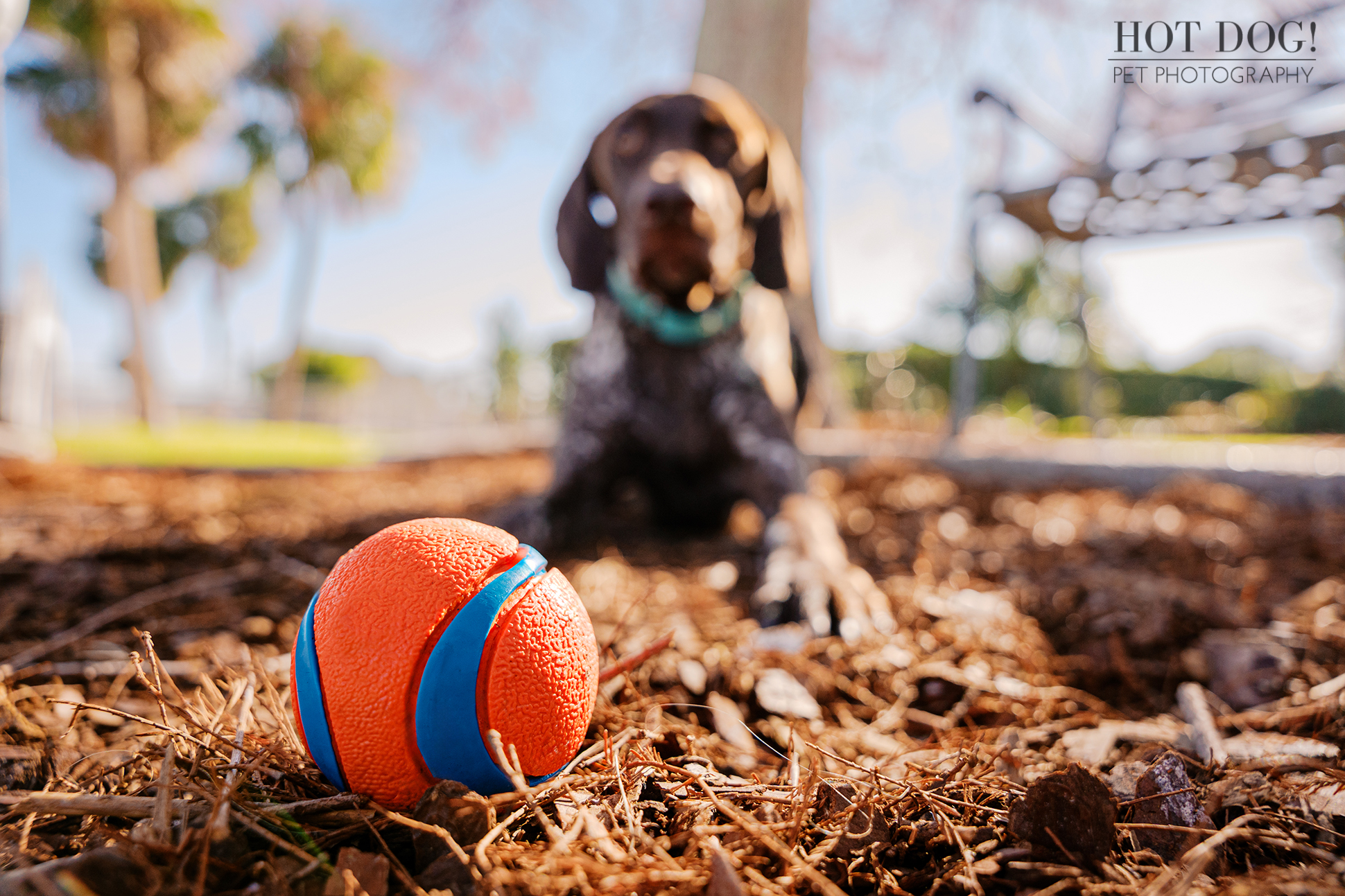 Orange ball in focus with Enzo the German Shorthaired Pointer blurred in the background during a fetch session at Newton Park.