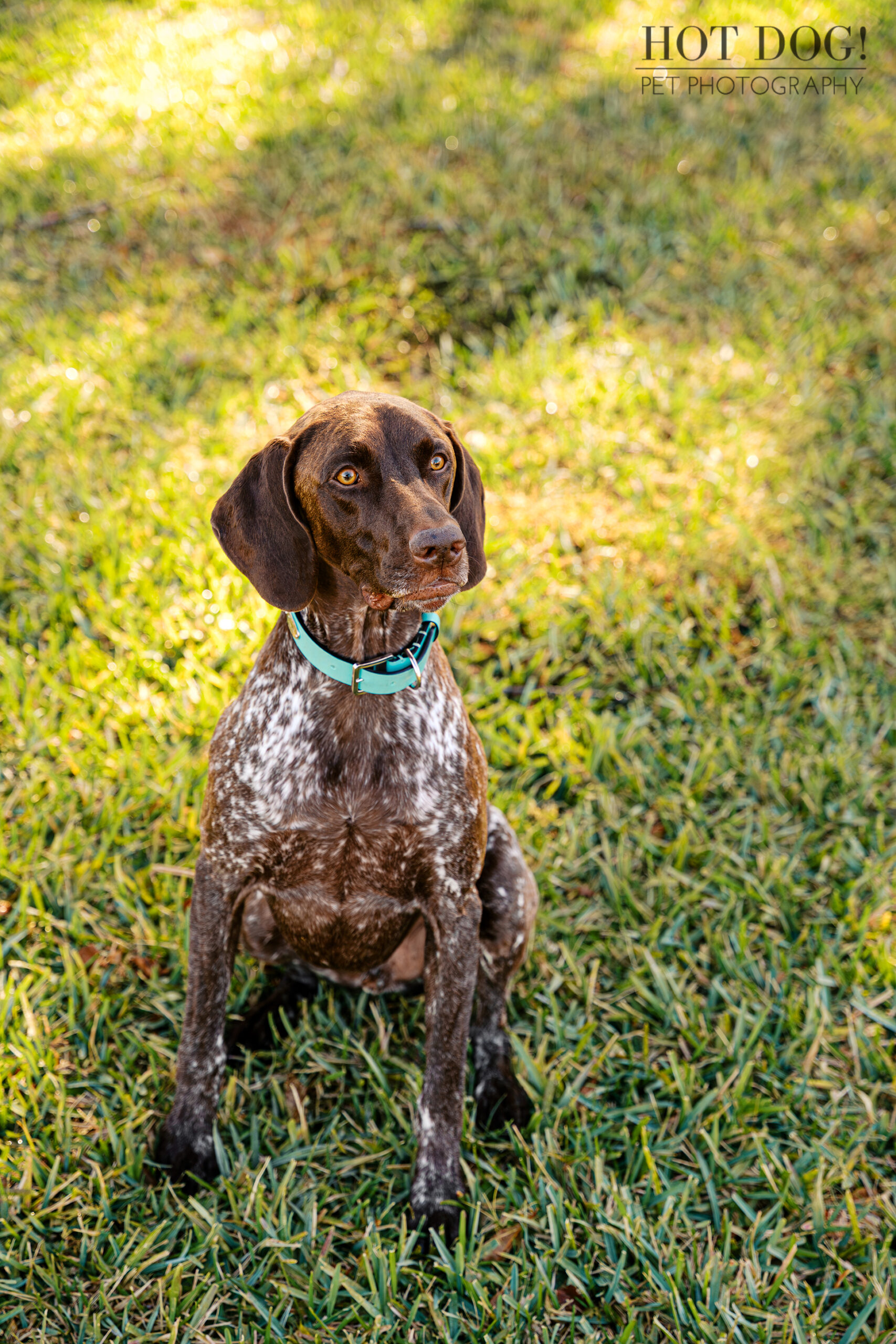Portrait of Enzo, a liver German Shorthaired Pointer, sitting in green grass during a Winter Garden pet photography session.