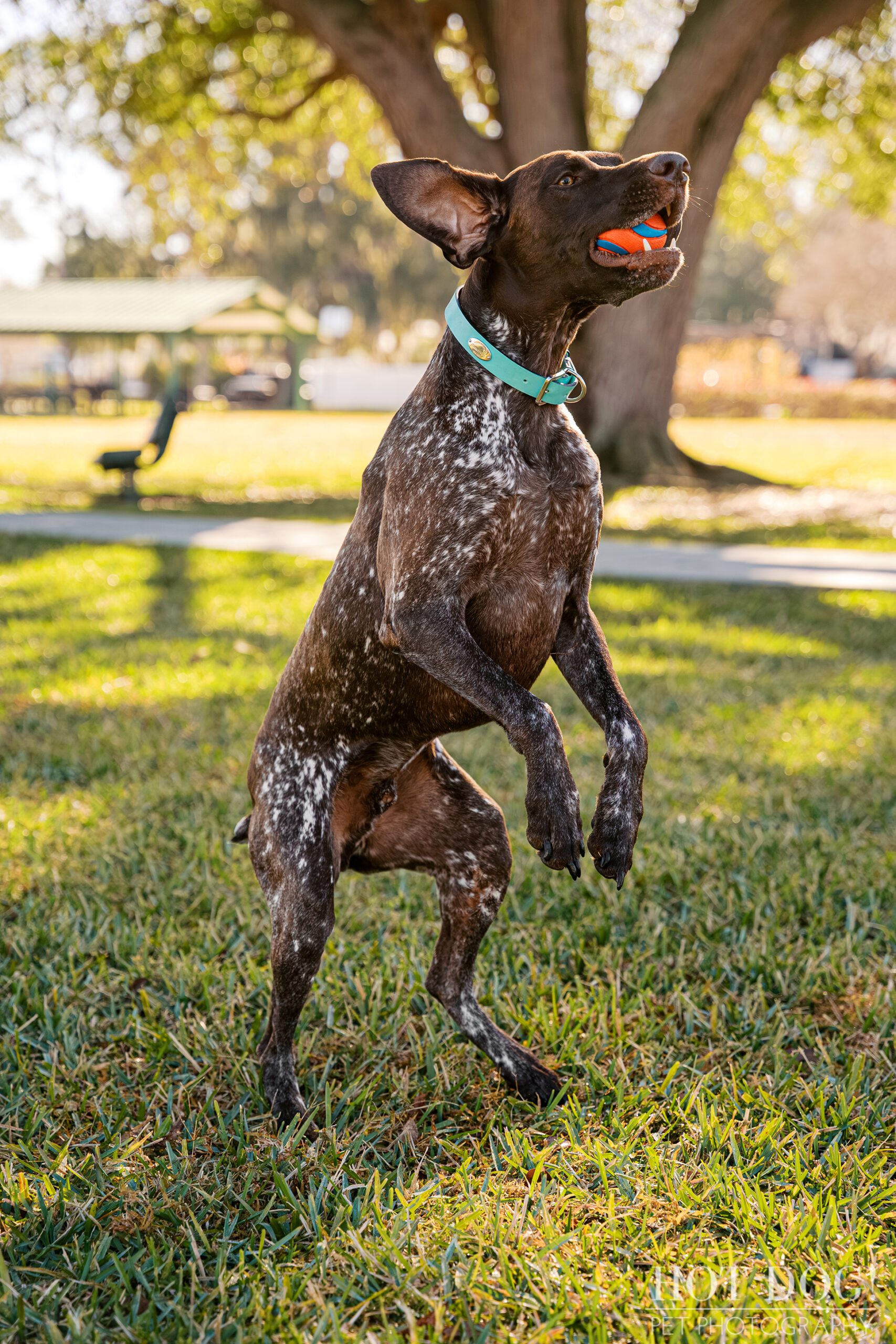 German Shorthaired Pointer Enzo standing on his hind legs with his ball during an action shot at Newton Park dog photography session.