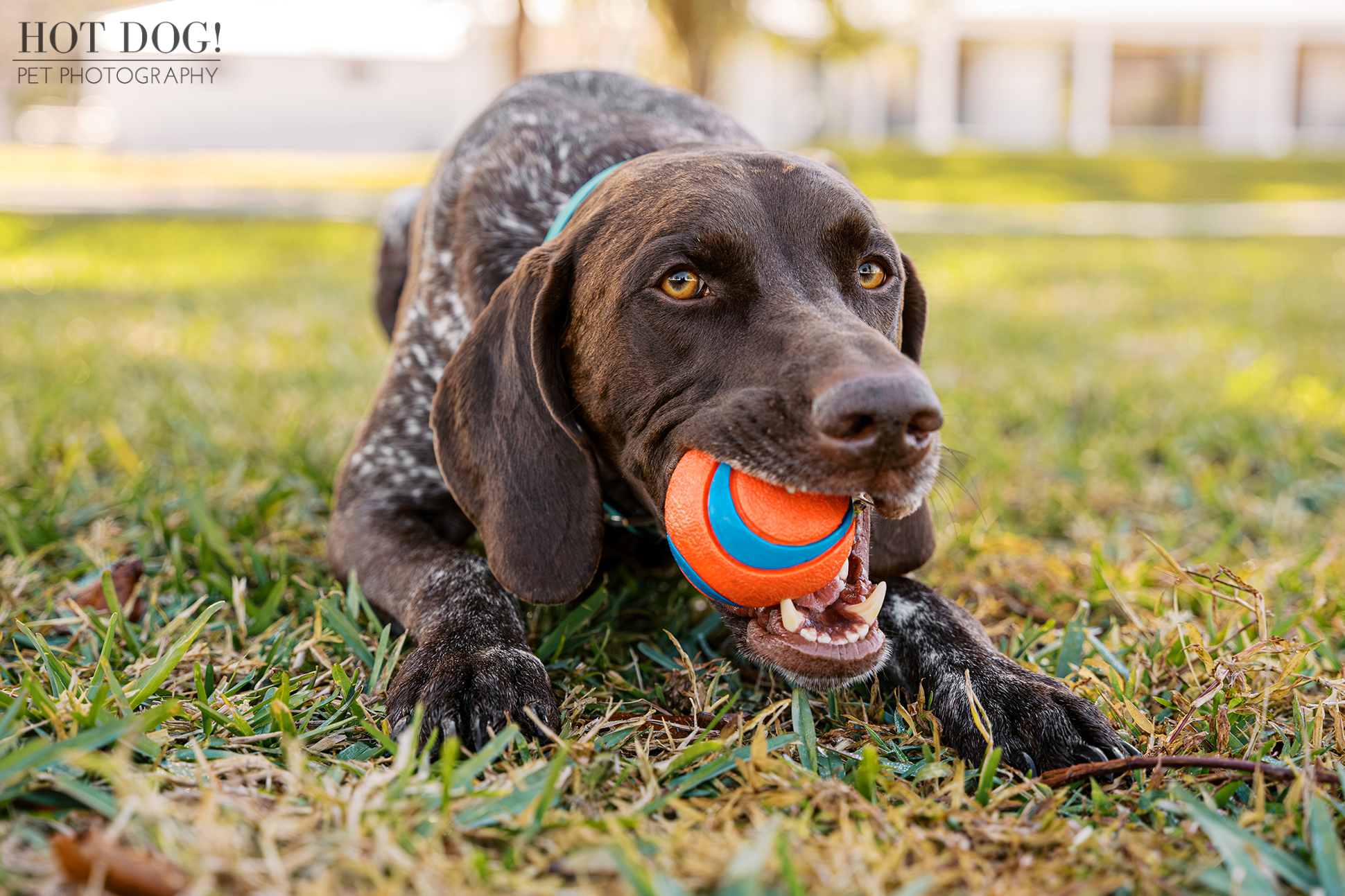 German Shorthaired Pointer Enzo chewing his orange ball on the grass during a playful outdoor pet photography session.