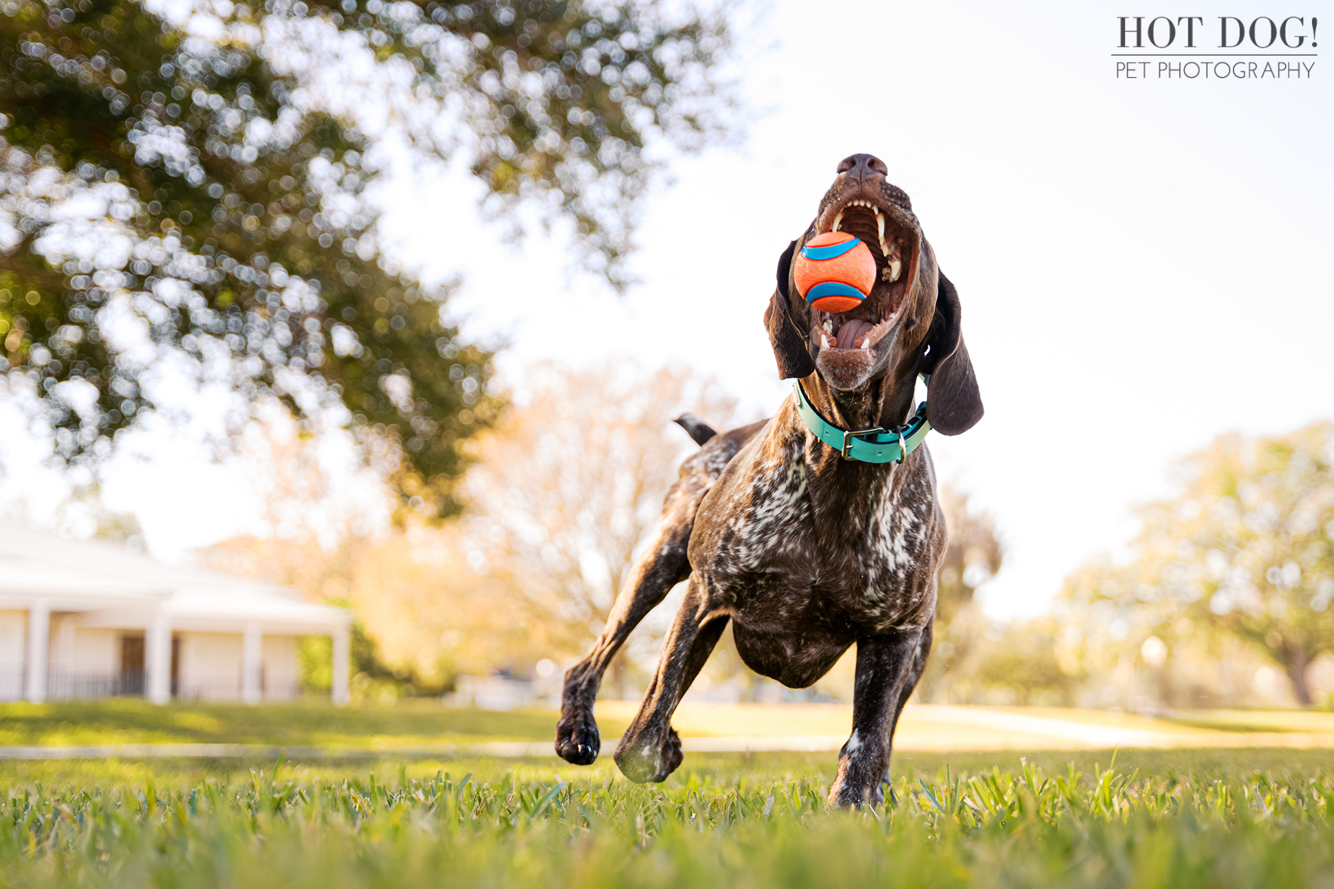 Behind-the-scenes dog photography session in Orlando showing a relaxed outdoor pet portrait experience with natural interaction.