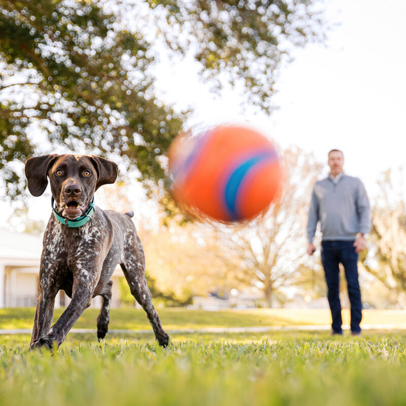 German Shorthaired Pointer Enzo running toward the camera while chasing his orange ball during a dog photography session at Newton Park in Winter Garden.