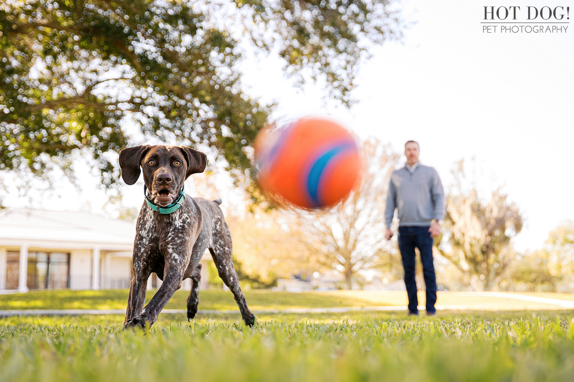 German Shorthaired Pointer Enzo running toward the camera while chasing his orange ball during a dog photography session at Newton Park in Winter Garden.