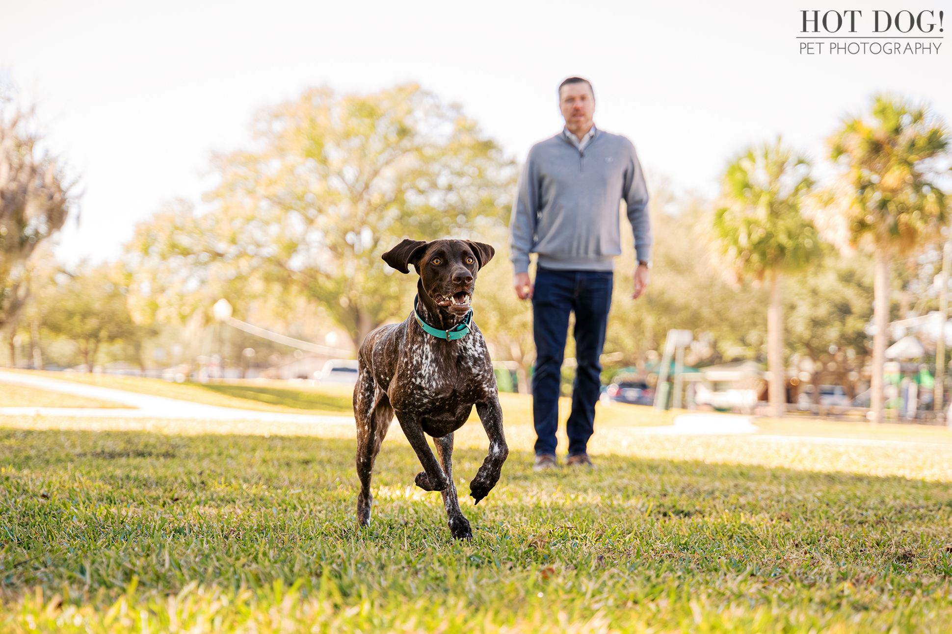 German Shorthaired Pointer Enzo running across the grass with his owner in the background during a Newton Park dog photography session.