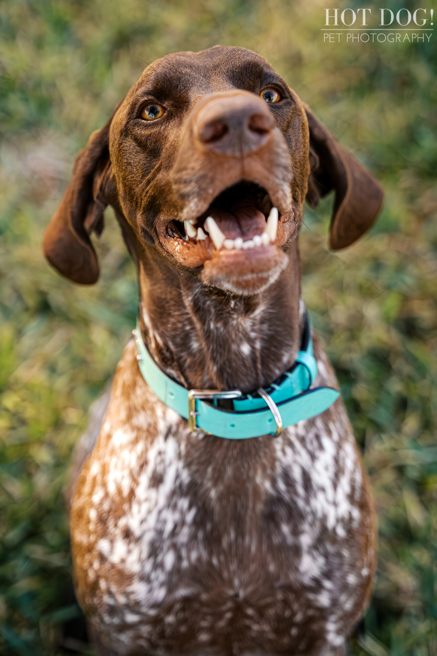 Close-up of Enzo, a liver German Shorthaired Pointer, smiling with bright eyes during an outdoor pet photography session at Newton Park.