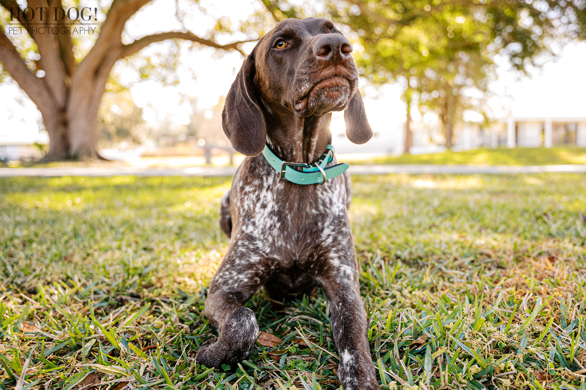 German Shorthaired Pointer Enzo lying in the grass during a relaxed moment at an outdoor pet photography session.
