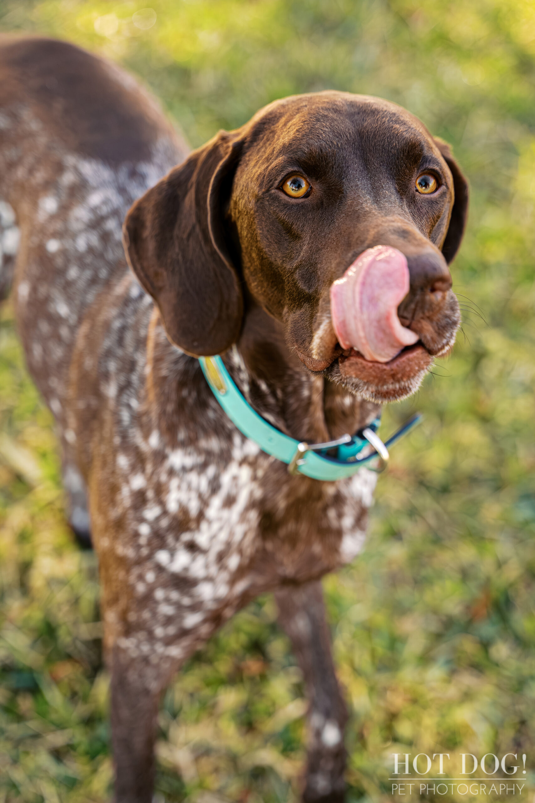 German Shorthaired Pointer Enzo licking his nose during a playful outdoor pet photography session.