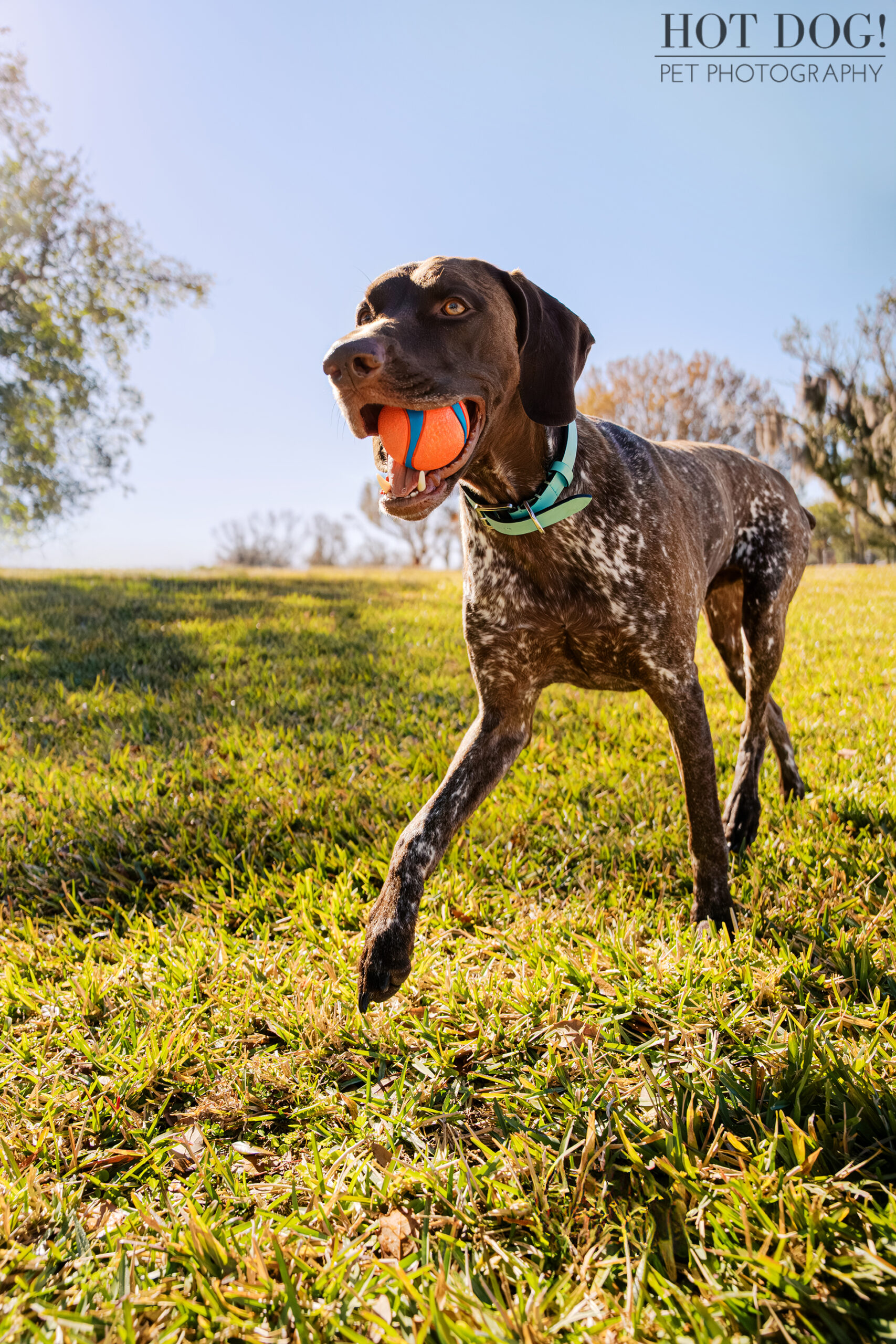 German Shorthaired Pointer Enzo walking across sunlit grass with his orange ball during a Newton Park pet photography session.