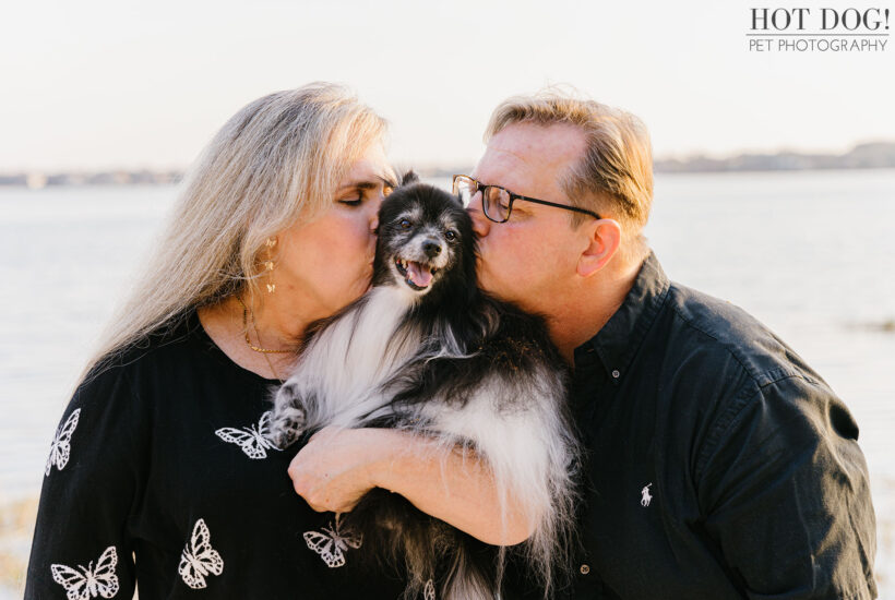 Portrait of Estelita the Papillon by Orlando Pet Photographer Hot Dog! Pet Photography