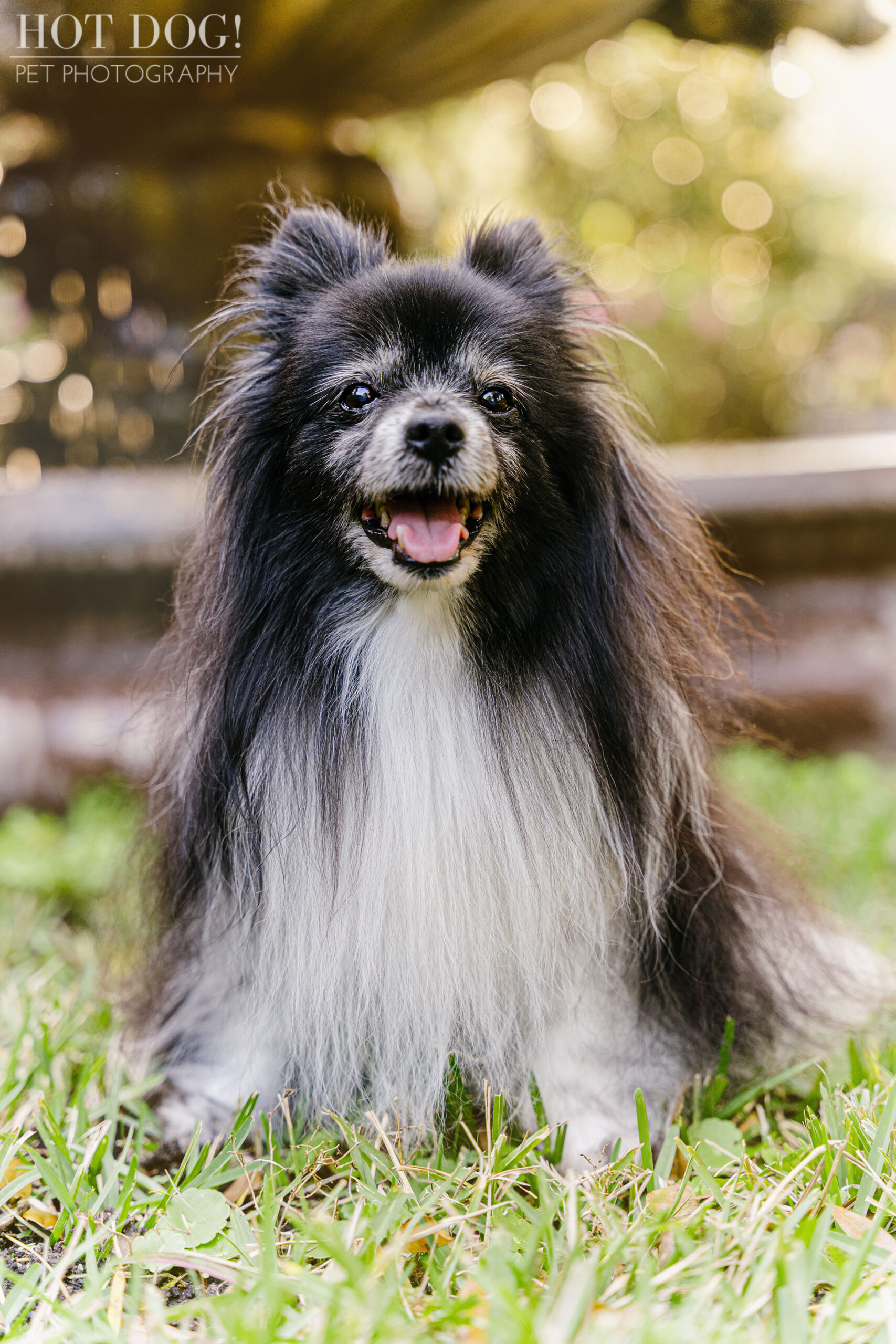 Portrait of Estelita the Papillon by Orlando Pet Photographer Hot Dog! Pet Photography