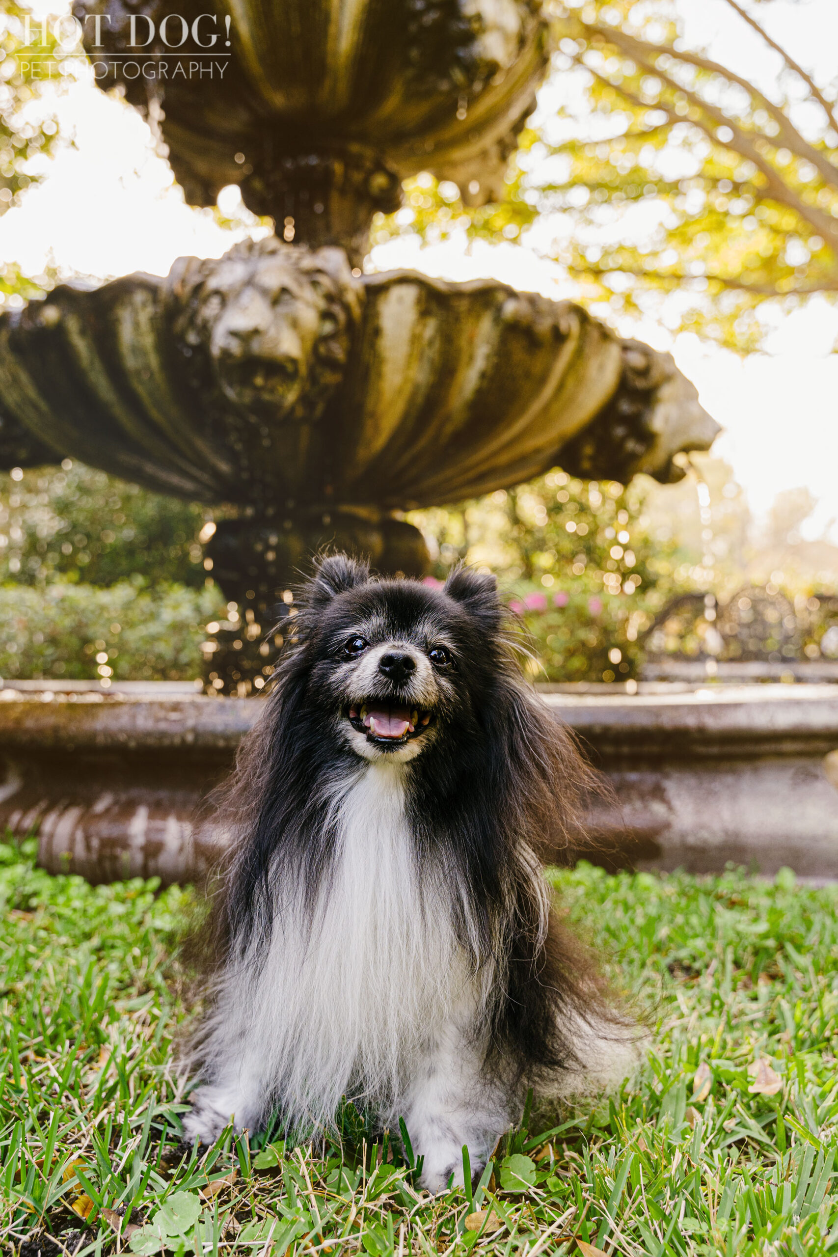 Portrait of Estelita the Papillon by Orlando Pet Photographer Hot Dog! Pet Photography