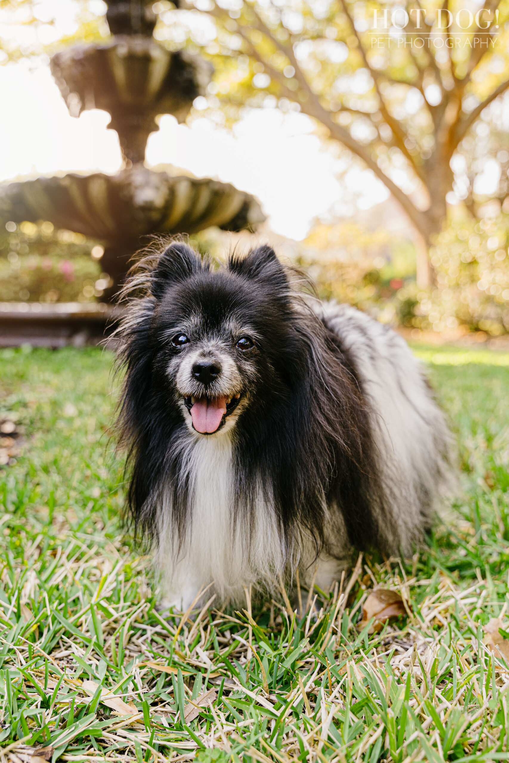 Portrait of Estelita the Papillon by Orlando Pet Photographer Hot Dog! Pet Photography