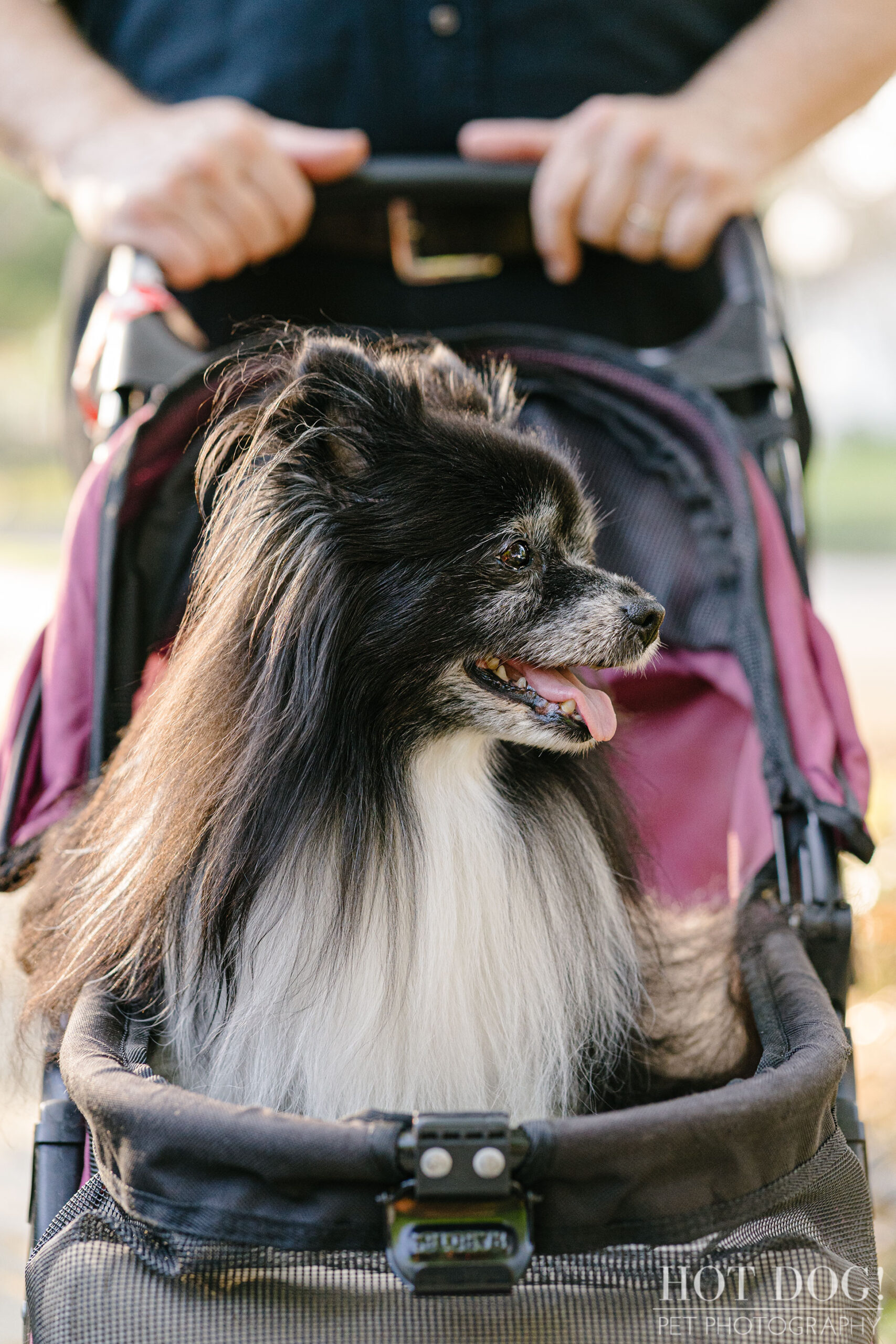 Portrait of Estelita the Papillon by Orlando Pet Photographer Hot Dog! Pet Photography