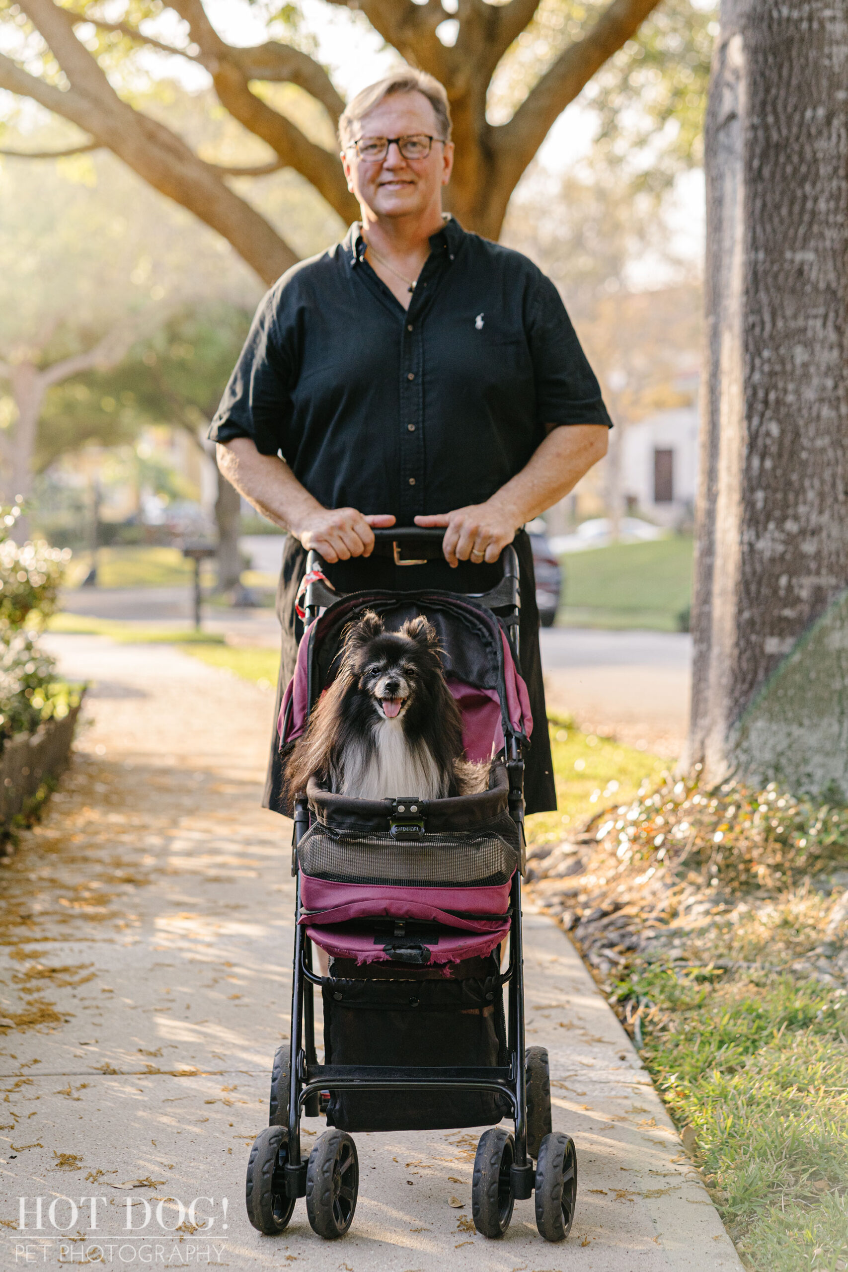 Portrait of Estelita the Papillon by Orlando Pet Photographer Hot Dog! Pet Photography