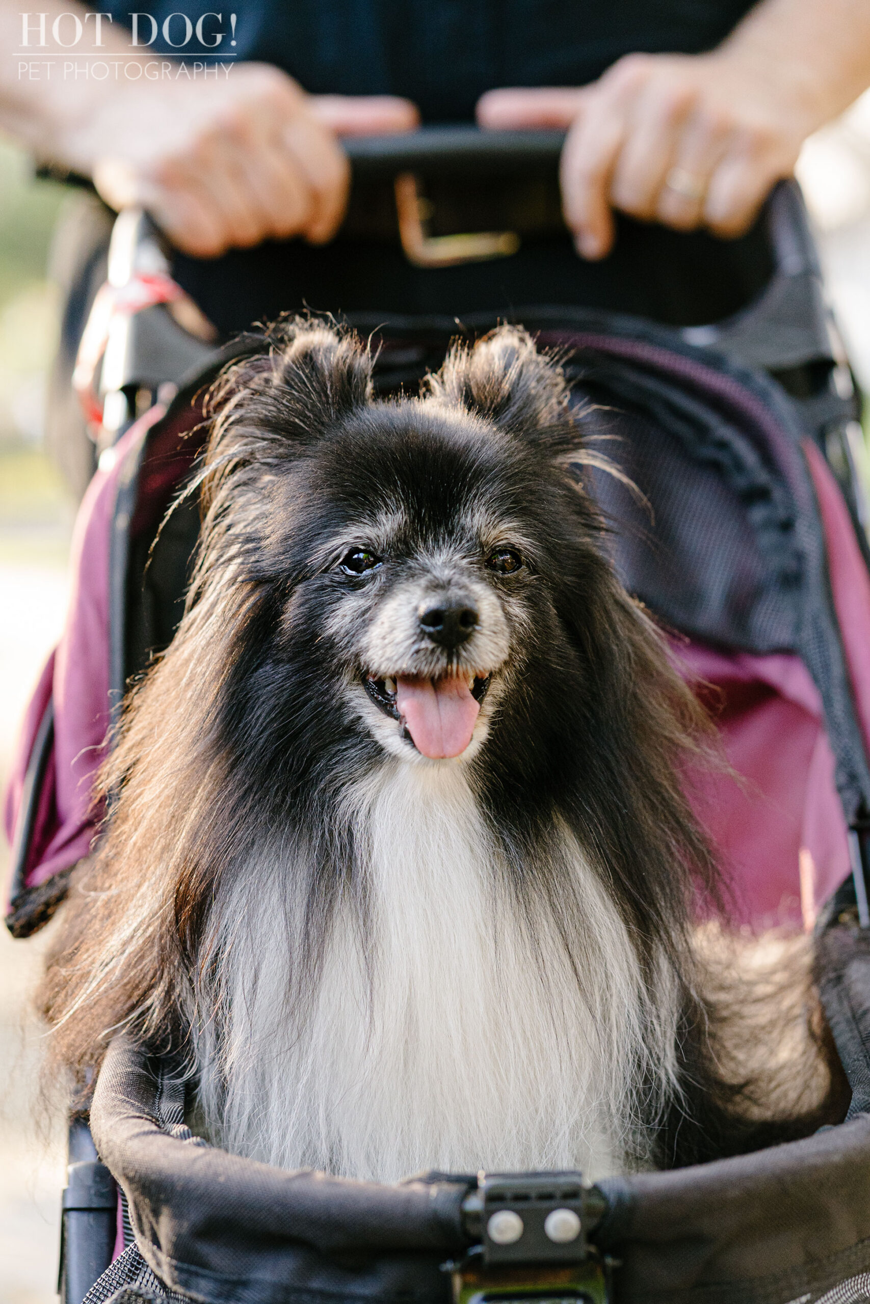 Portrait of Estelita the Papillon by Orlando Pet Photographer Hot Dog! Pet Photography