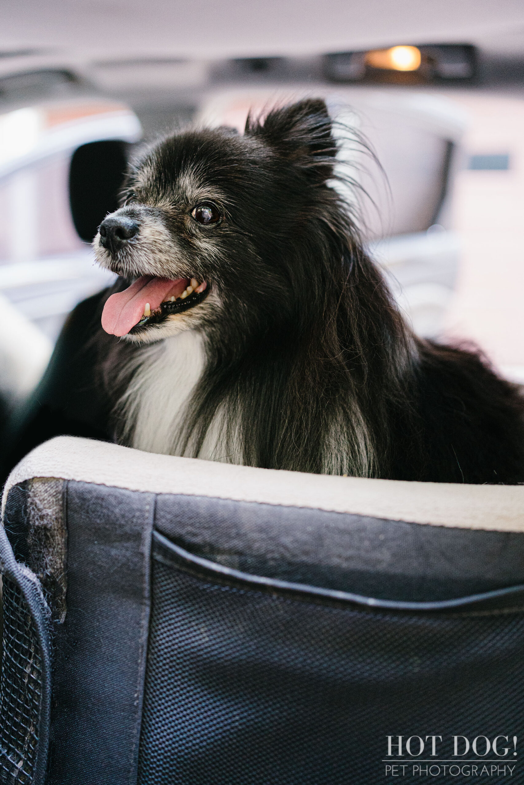 Portrait of Estelita the Papillon by Orlando Pet Photographer Hot Dog! Pet Photography