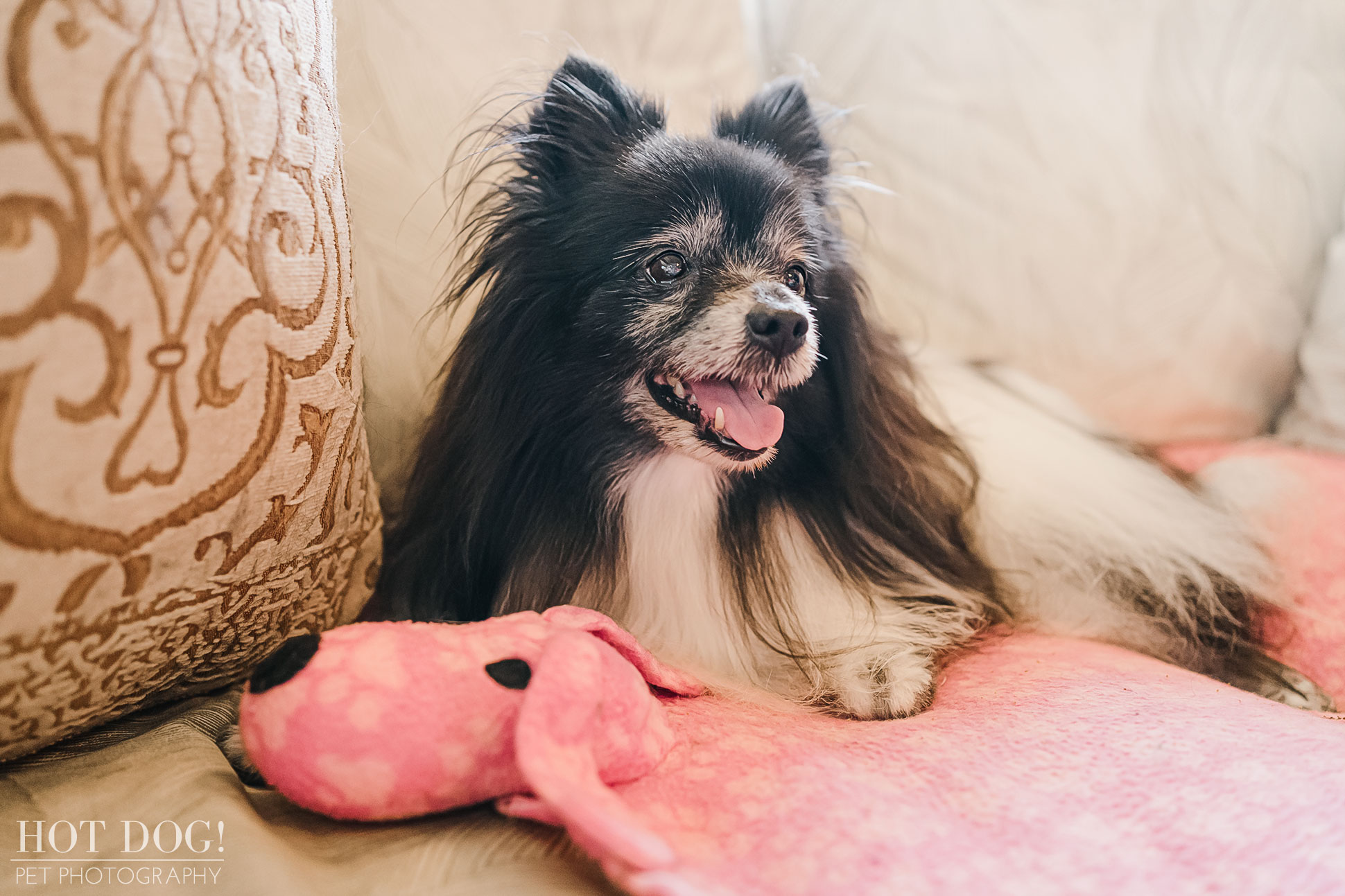 Portrait of Estelita the Papillon by Orlando Pet Photographer Hot Dog! Pet Photography