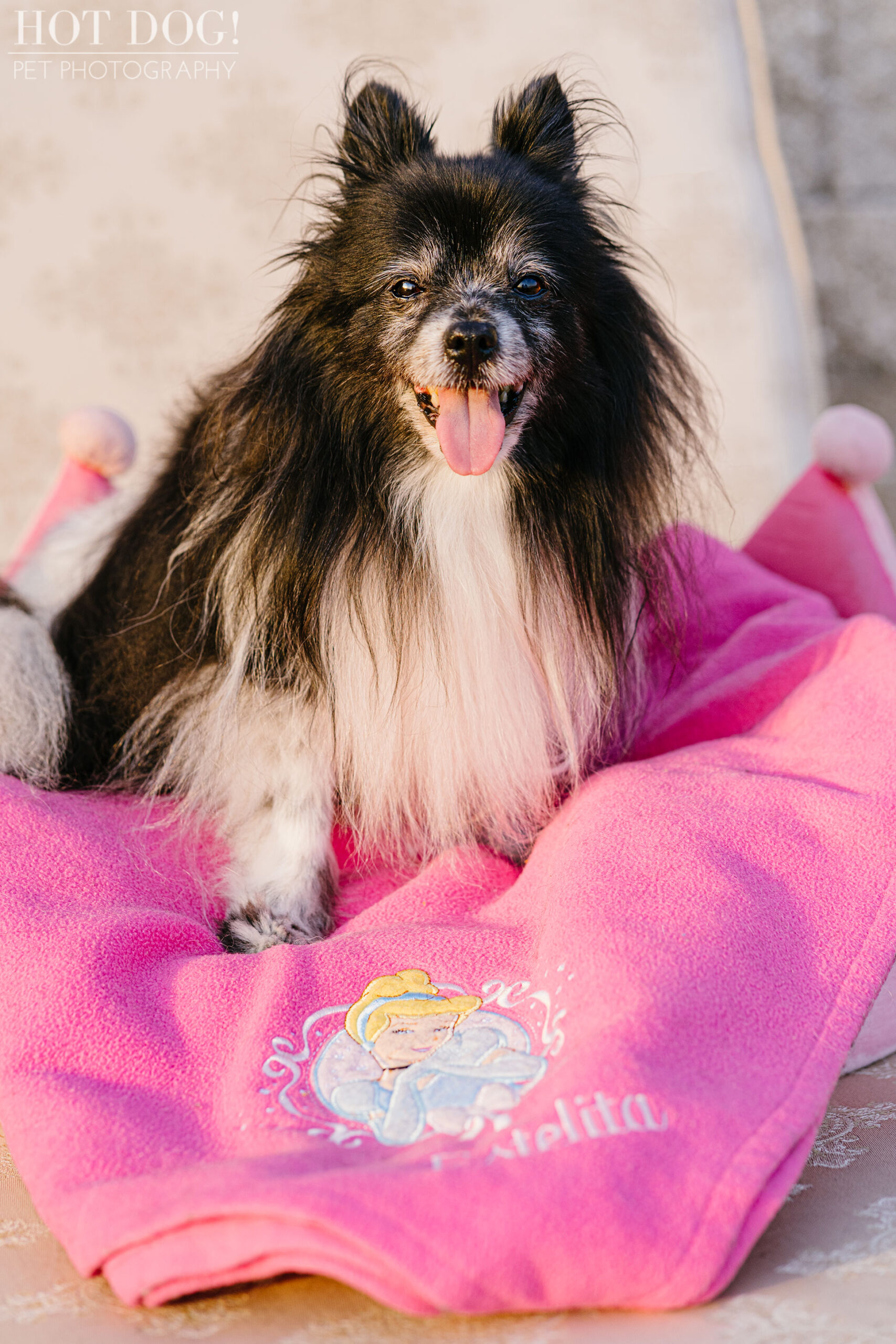 Portrait of Estelita the Papillon by Orlando Pet Photographer Hot Dog! Pet Photography