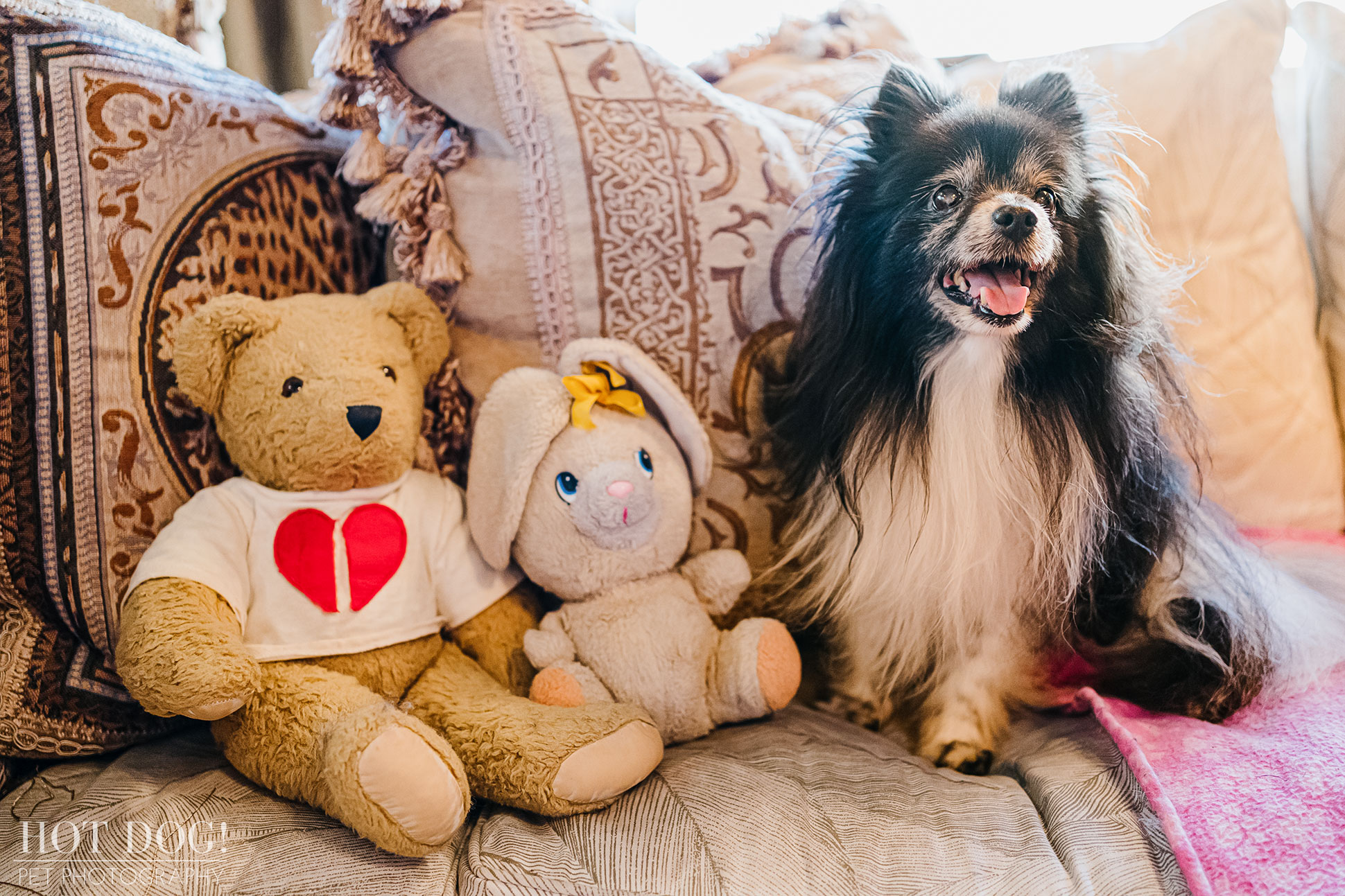 Portrait of Estelita the Papillon by Orlando Pet Photographer Hot Dog! Pet Photography