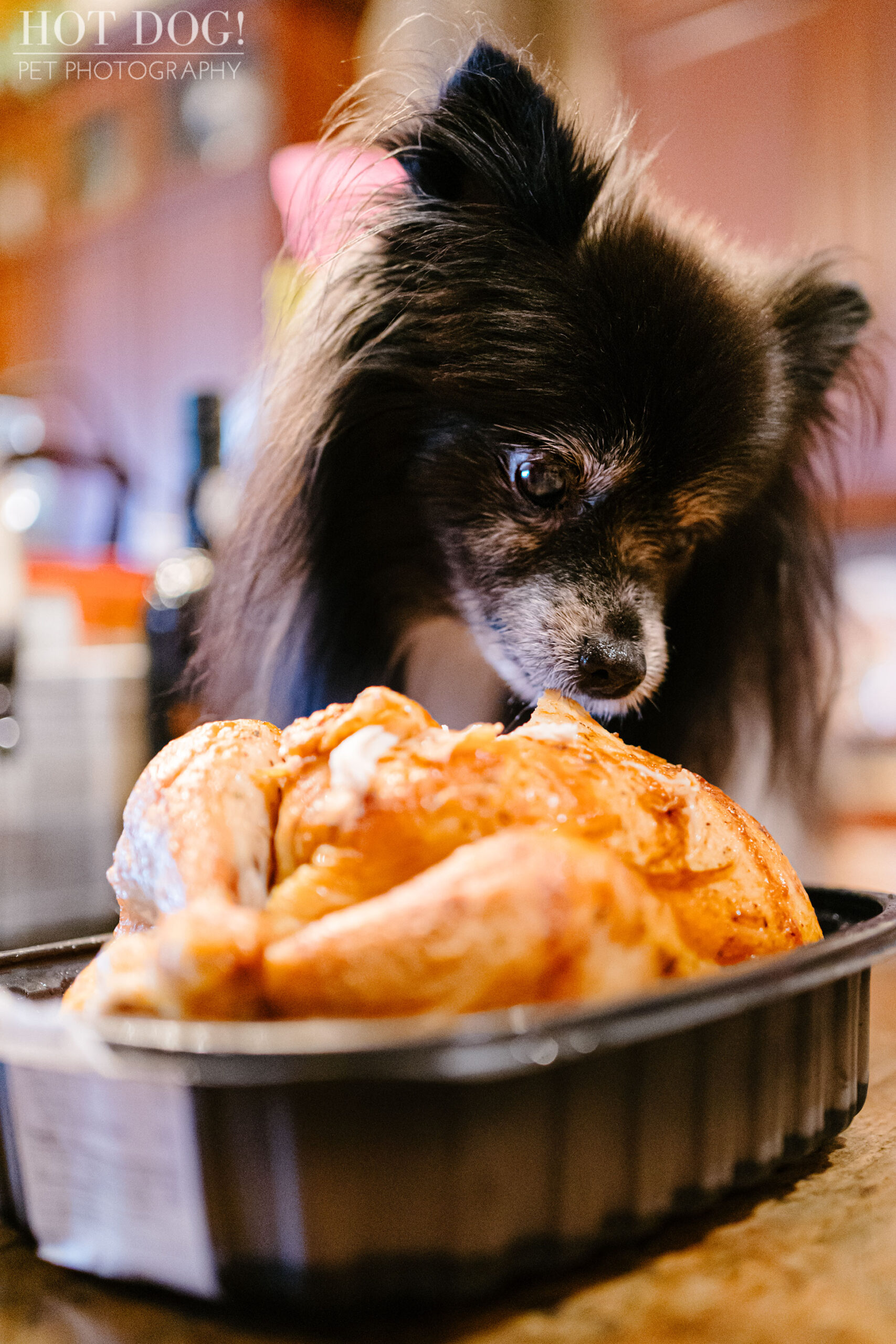 Portrait of Estelita the Papillon by Orlando Pet Photographer Hot Dog! Pet Photography