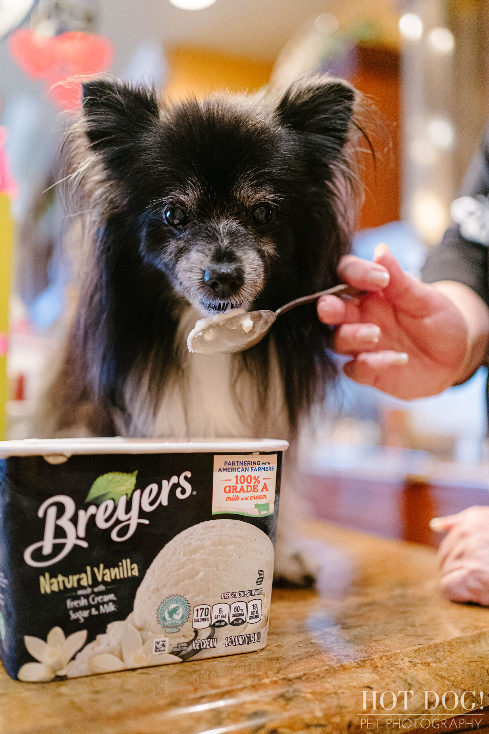 Portrait of Estelita the Papillon by Orlando Pet Photographer Hot Dog! Pet Photography