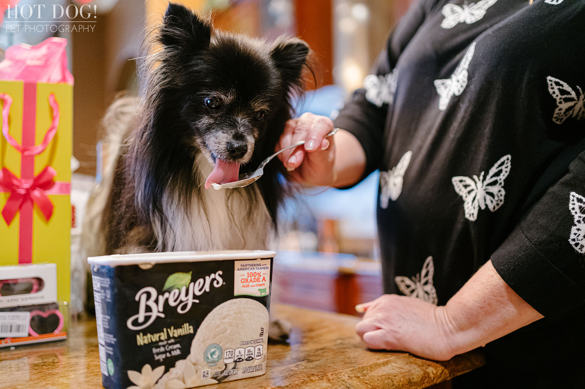 Portrait of Estelita the Papillon by Orlando Pet Photographer Hot Dog! Pet Photography