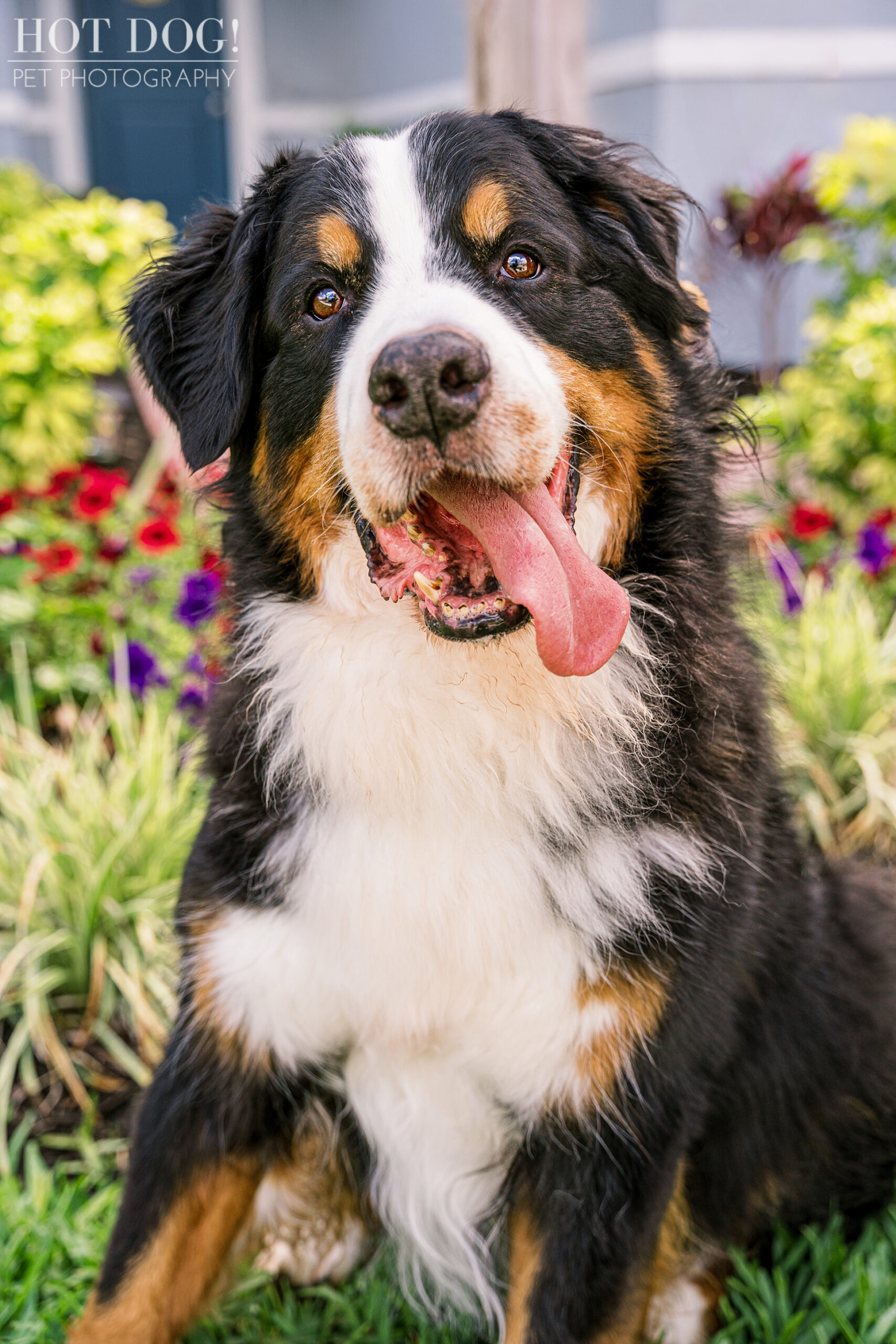 Flynn sitting in the yard with a joyful expression and tongue out.