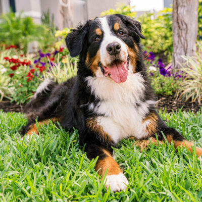 Flynn lying in the grass with colorful flowers behind him.
