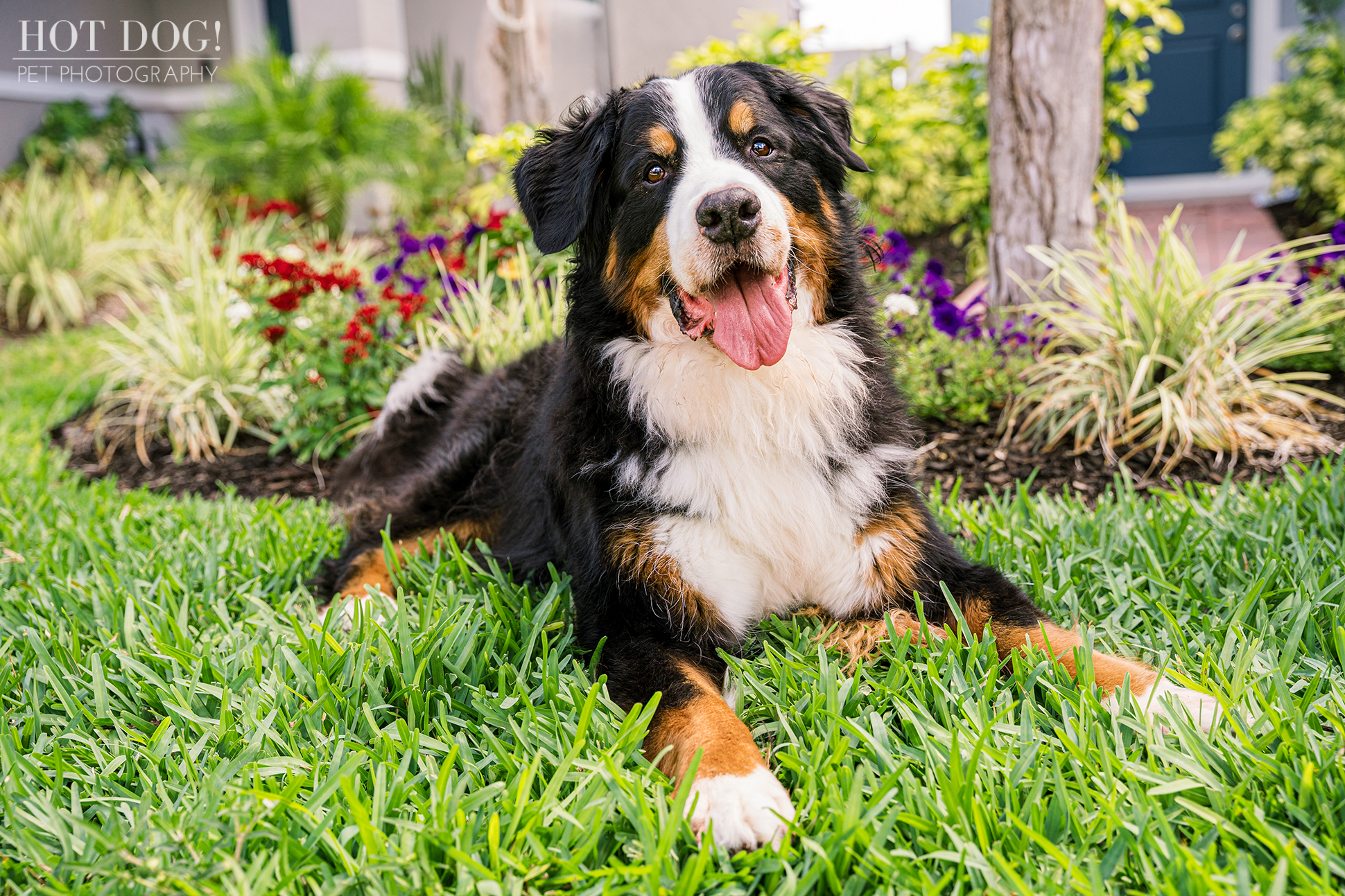 Flynn lying in the grass with colorful flowers behind him.