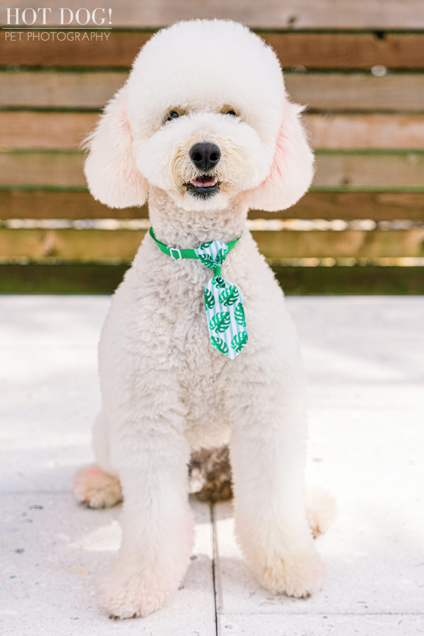 Franklin the Goldendoodle posing in front of a wooden fence during his pet photography session in Laureate Park