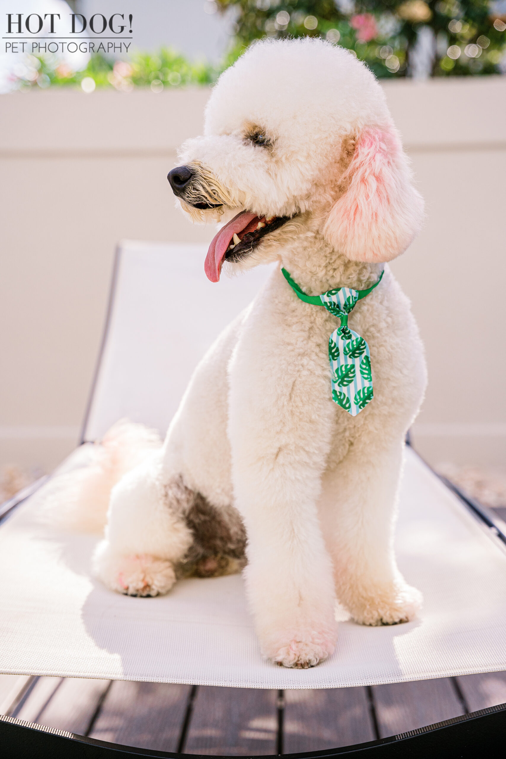 White mini Goldendoodle Franklin sitting on a patio lounge chair with pink-tinted ears and a tropical print tie in Lake Nona.